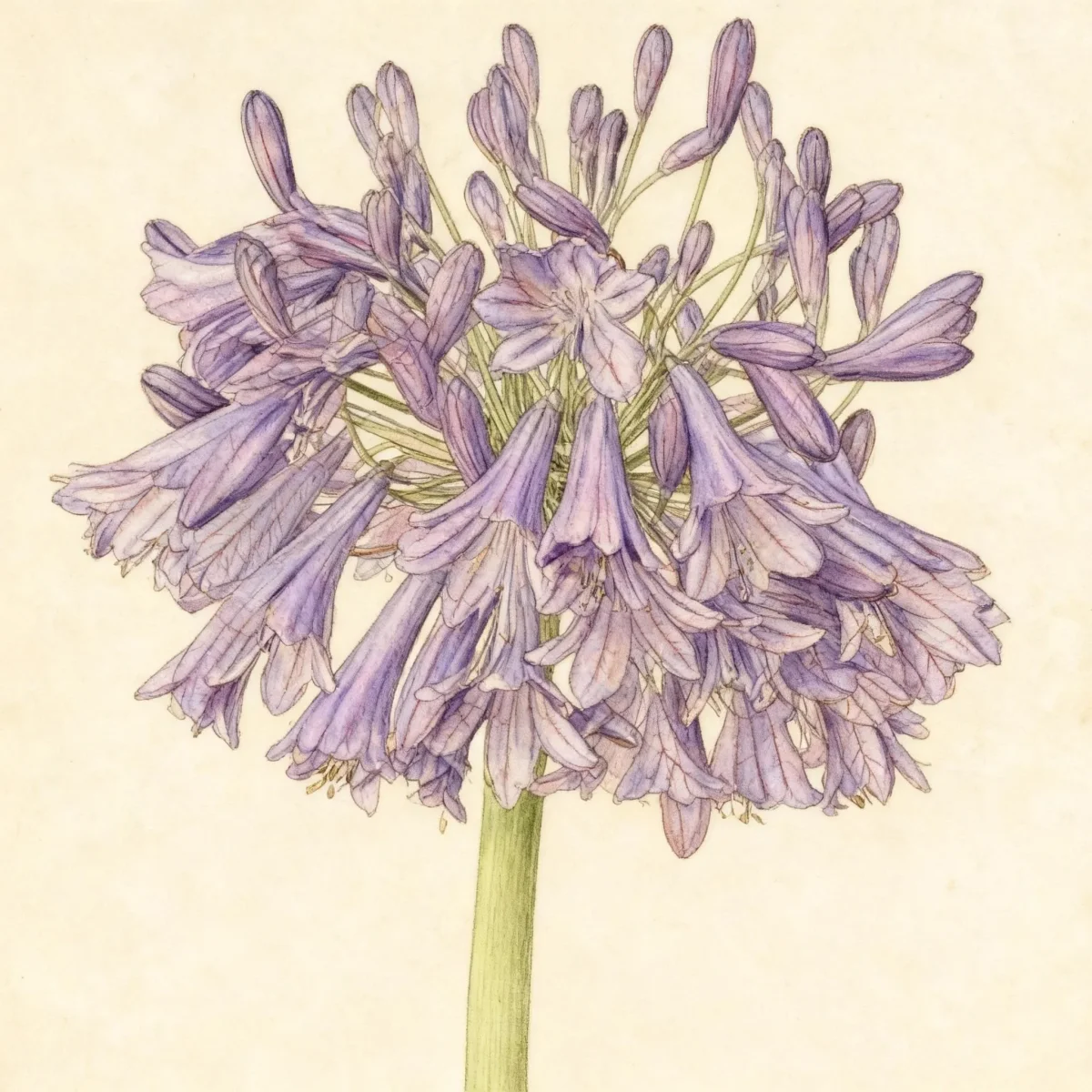 Lily of the Nile (Agapanthus (group))