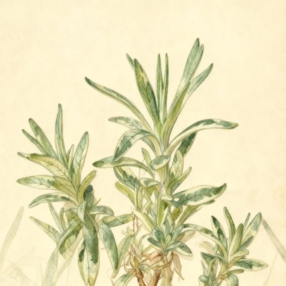 Stonecrop (Sedum lineare 'Variegatum')