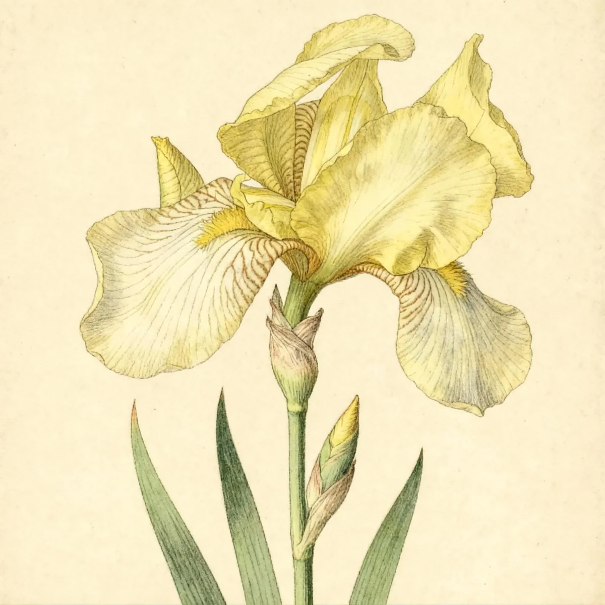 Tall bearded iris (Iris 'Flavescens')