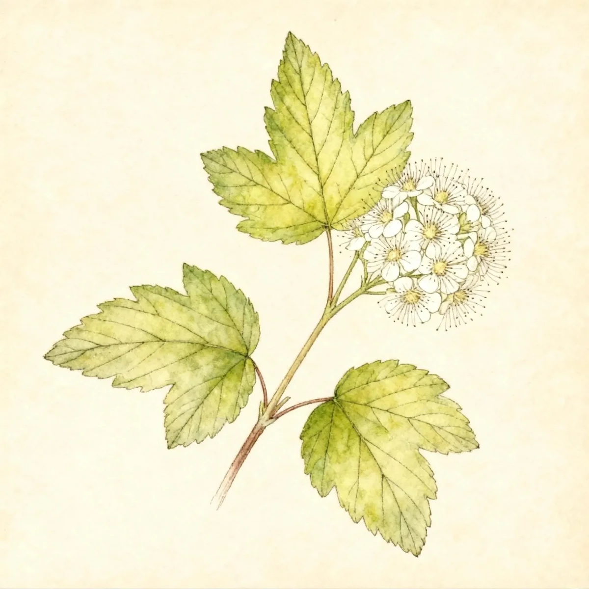 Ninebark (Physocarpus opulifolius 'Dart's Gold')