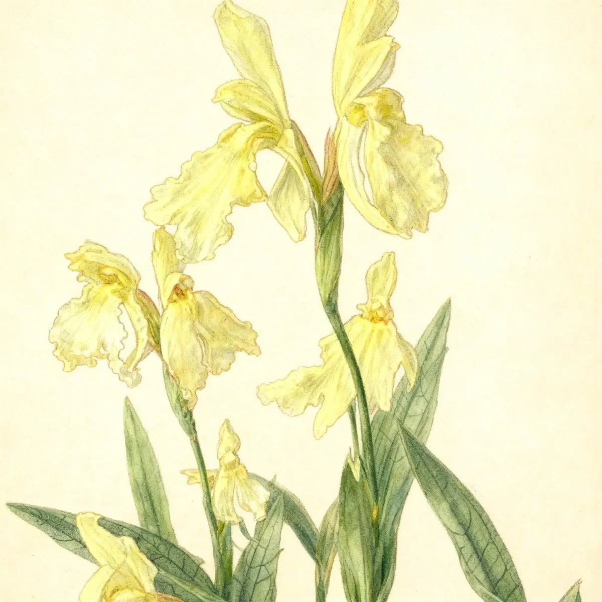 Roscoea (Roscoea cautleyoides)