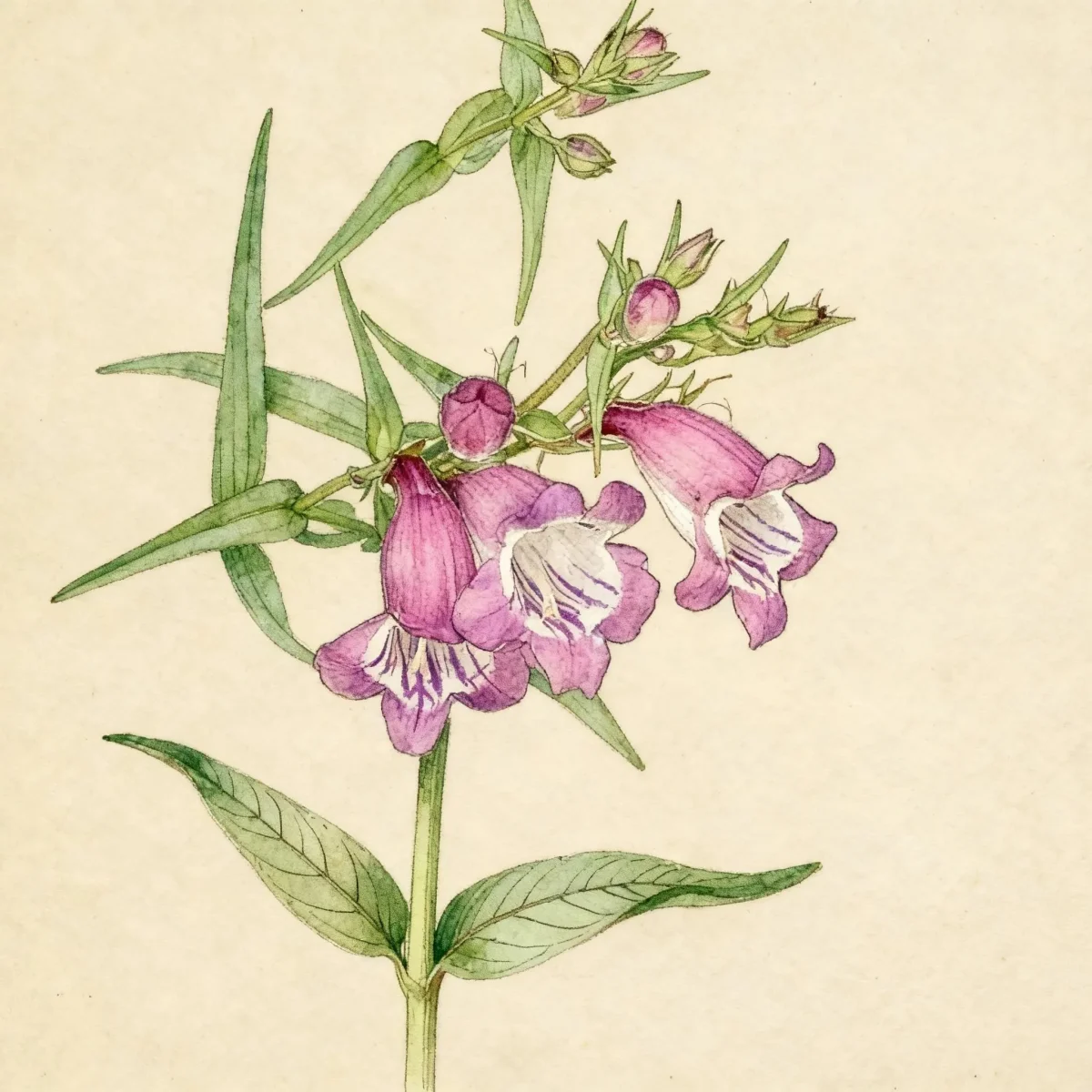 Beardtongue (Penstemon 'Red Rocks')