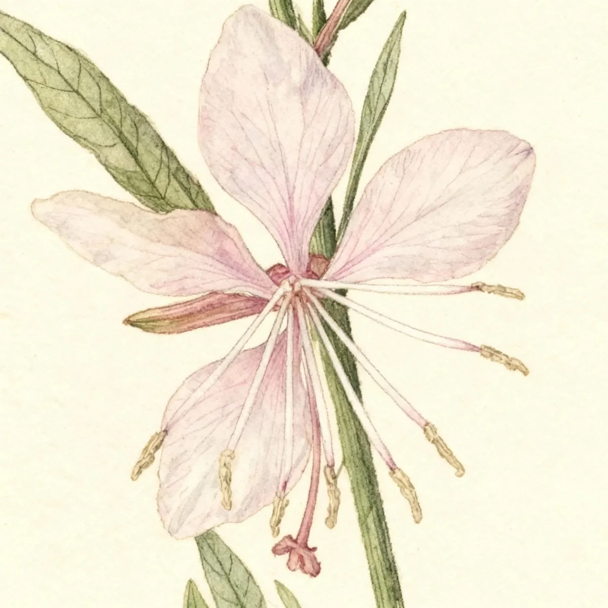 Gaura