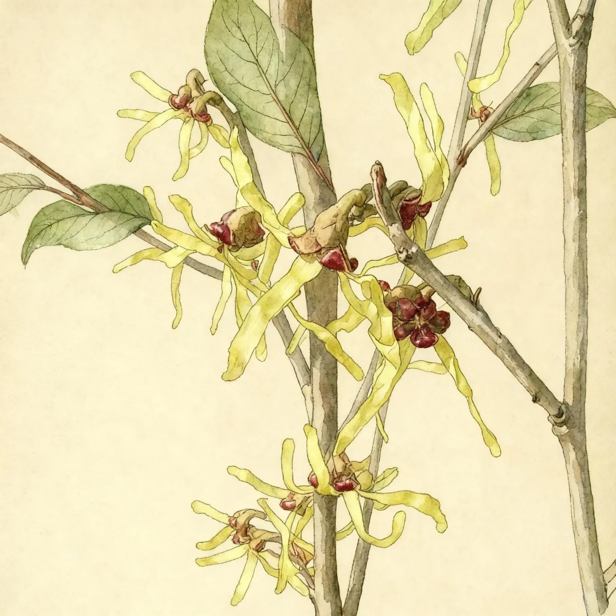 Japanese witch hazel (Hamamelis japonica var. obtusata)