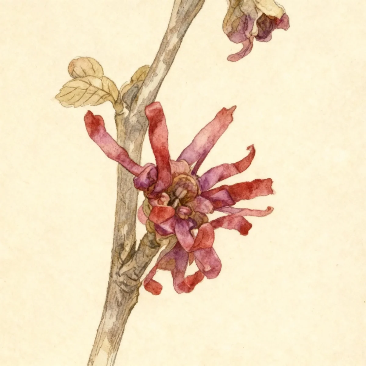 Witch hazel