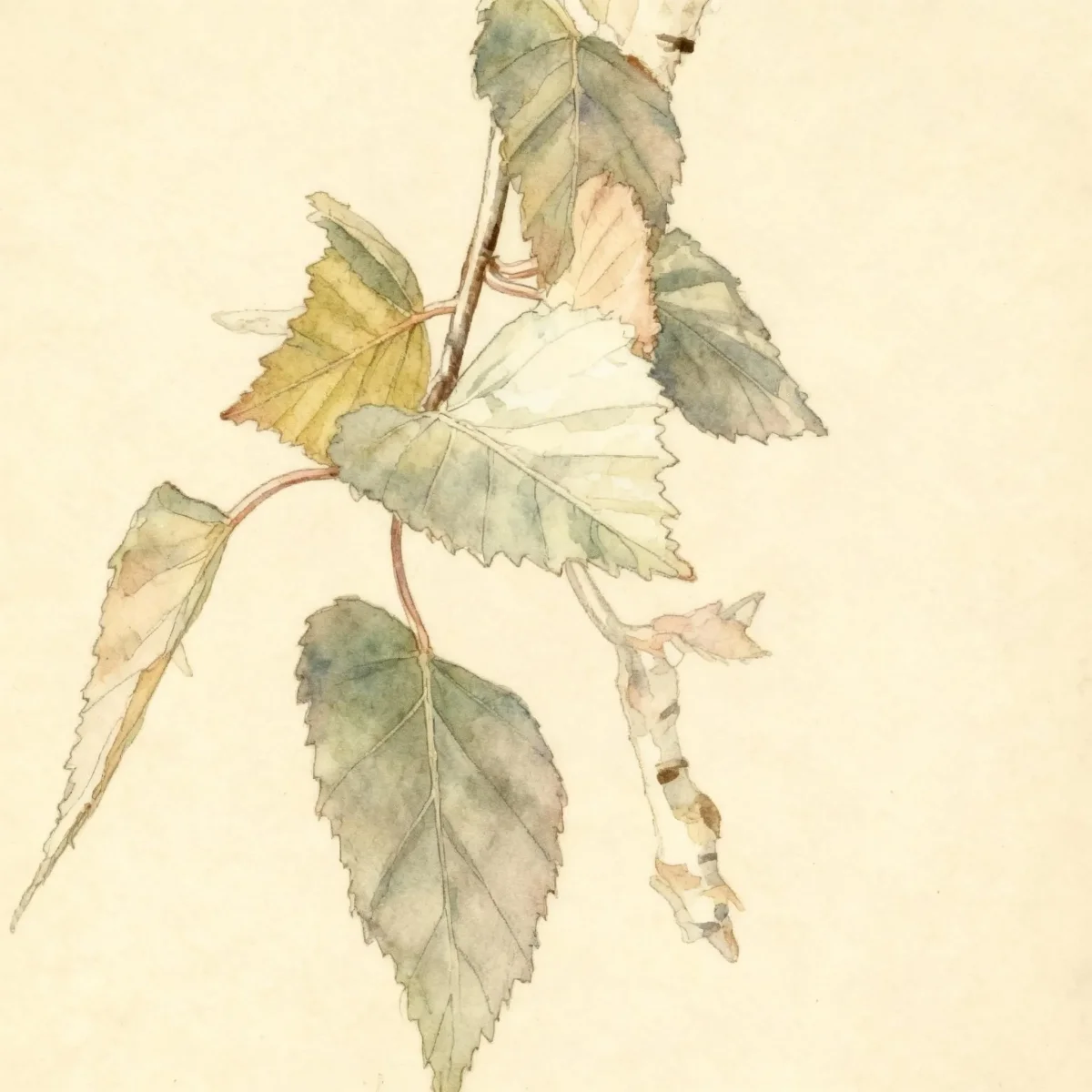 Birch (Betula 'Royal Frost')