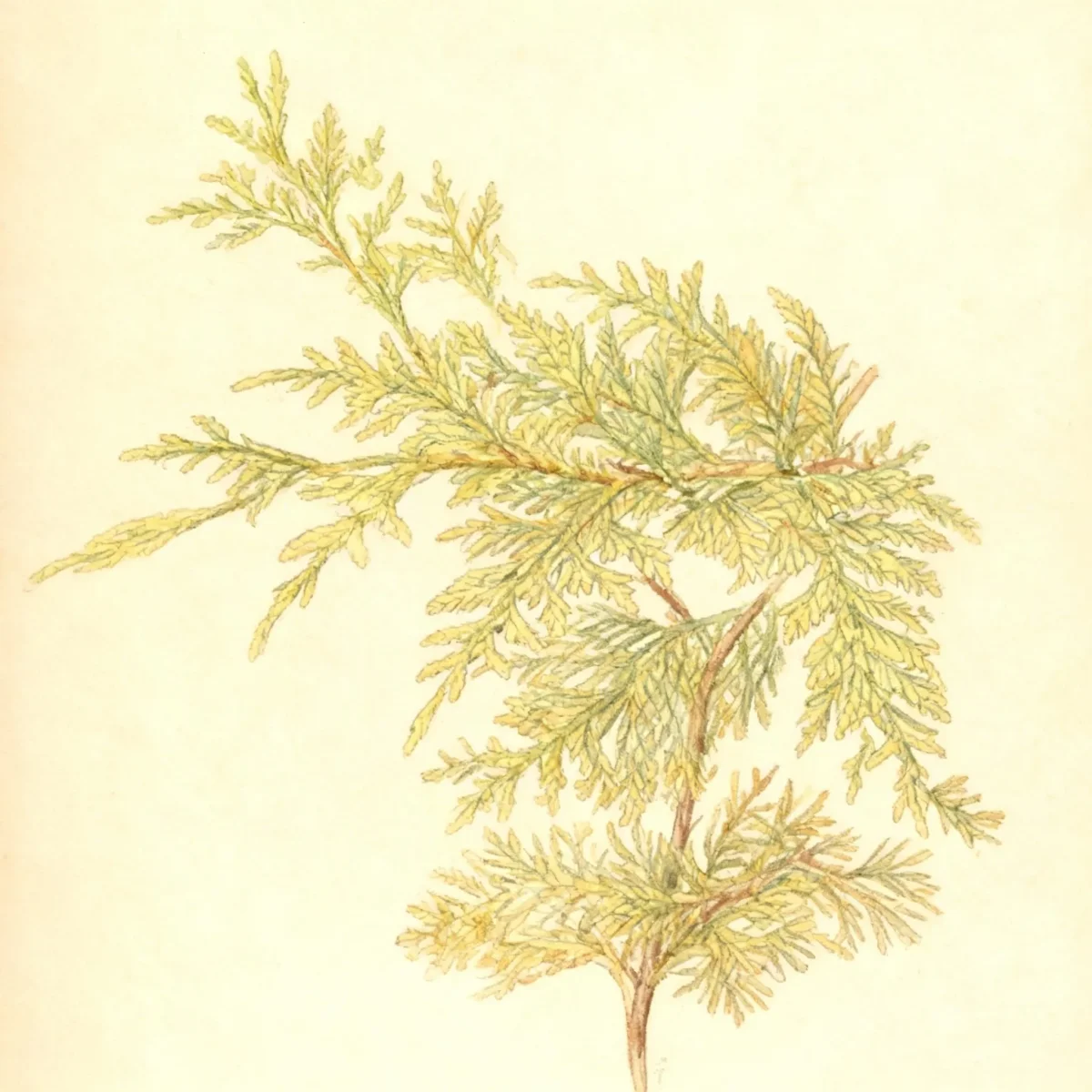 Nootka cypress