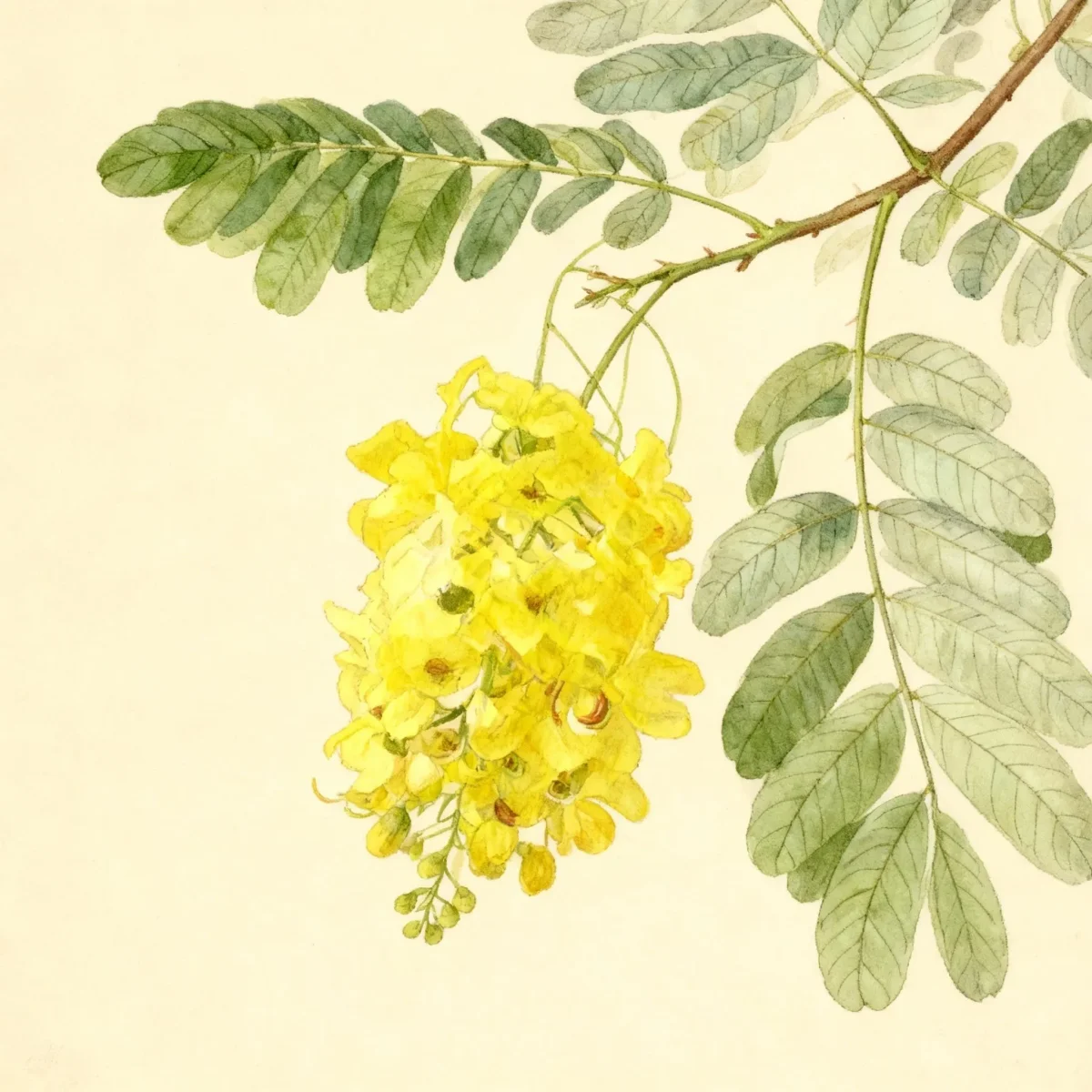 Pink shower (Cassia × nealiae 'Lunalilo Yellow')