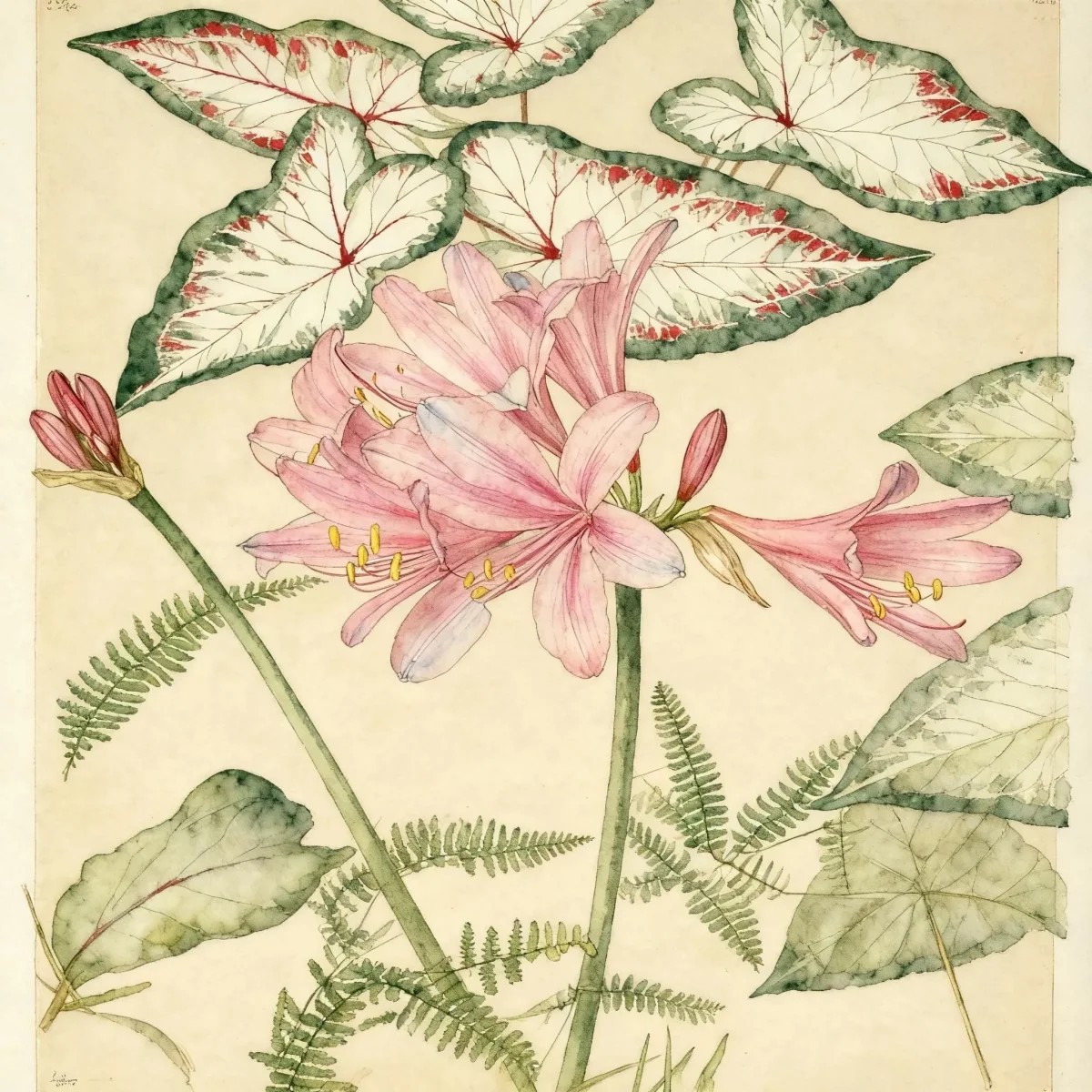 Lycoris (Lycoris sprengeri)