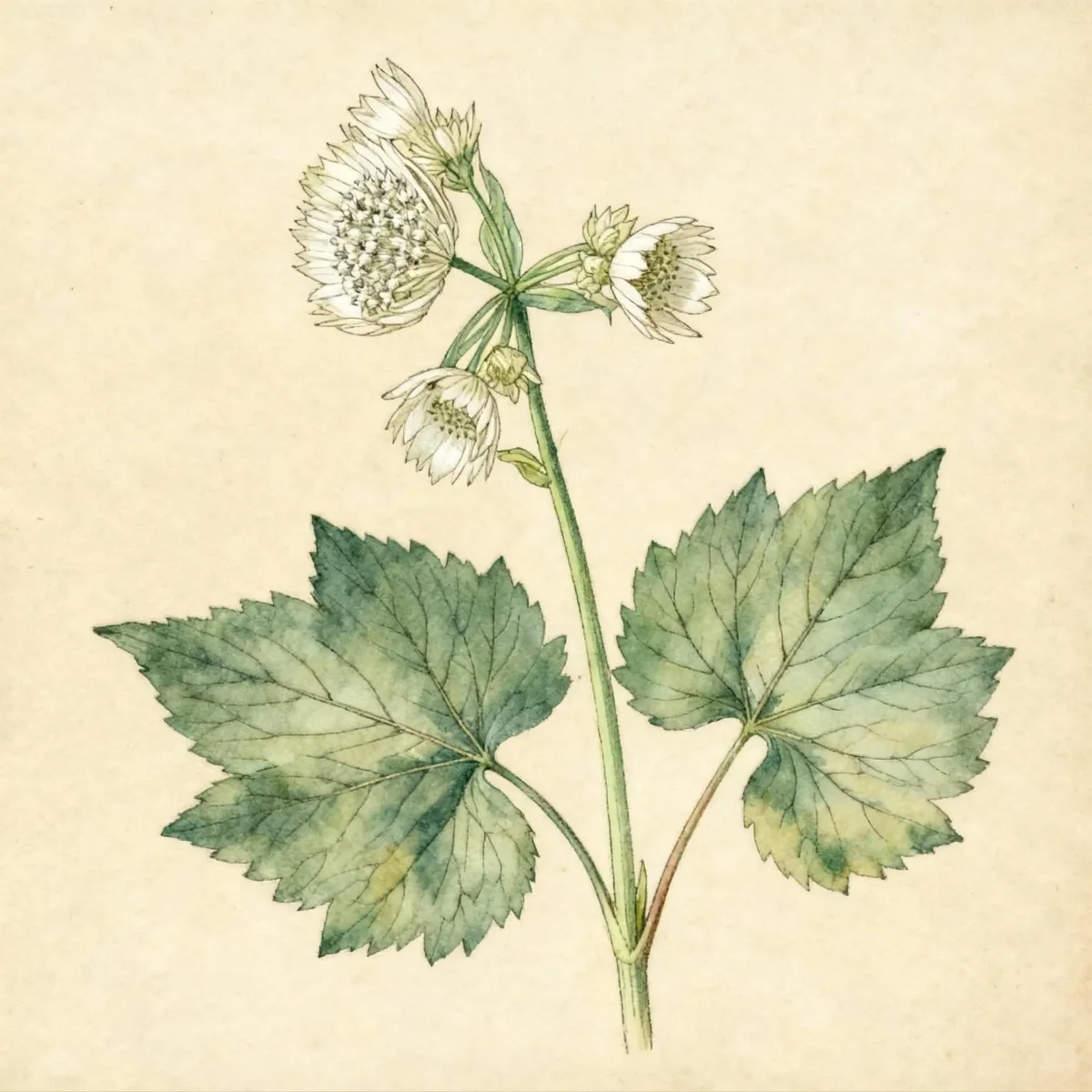 Greater masterwort (Astrantia major)