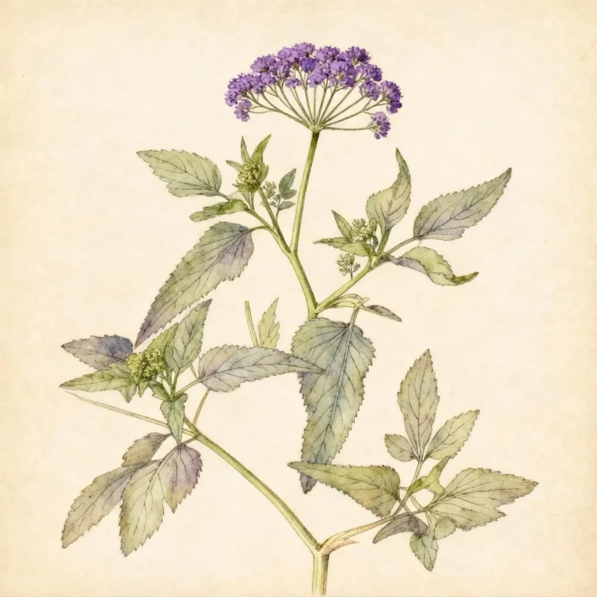 Purple meadow parsnip (Thaspium trifoliatum)