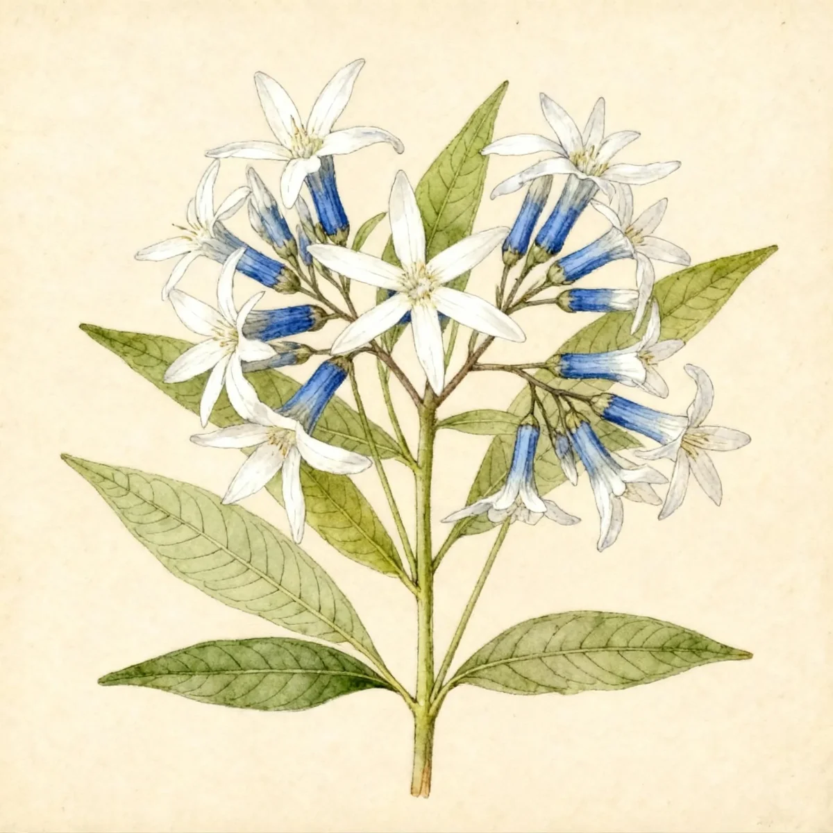 Blue star (Amsonia tabernaemontana)