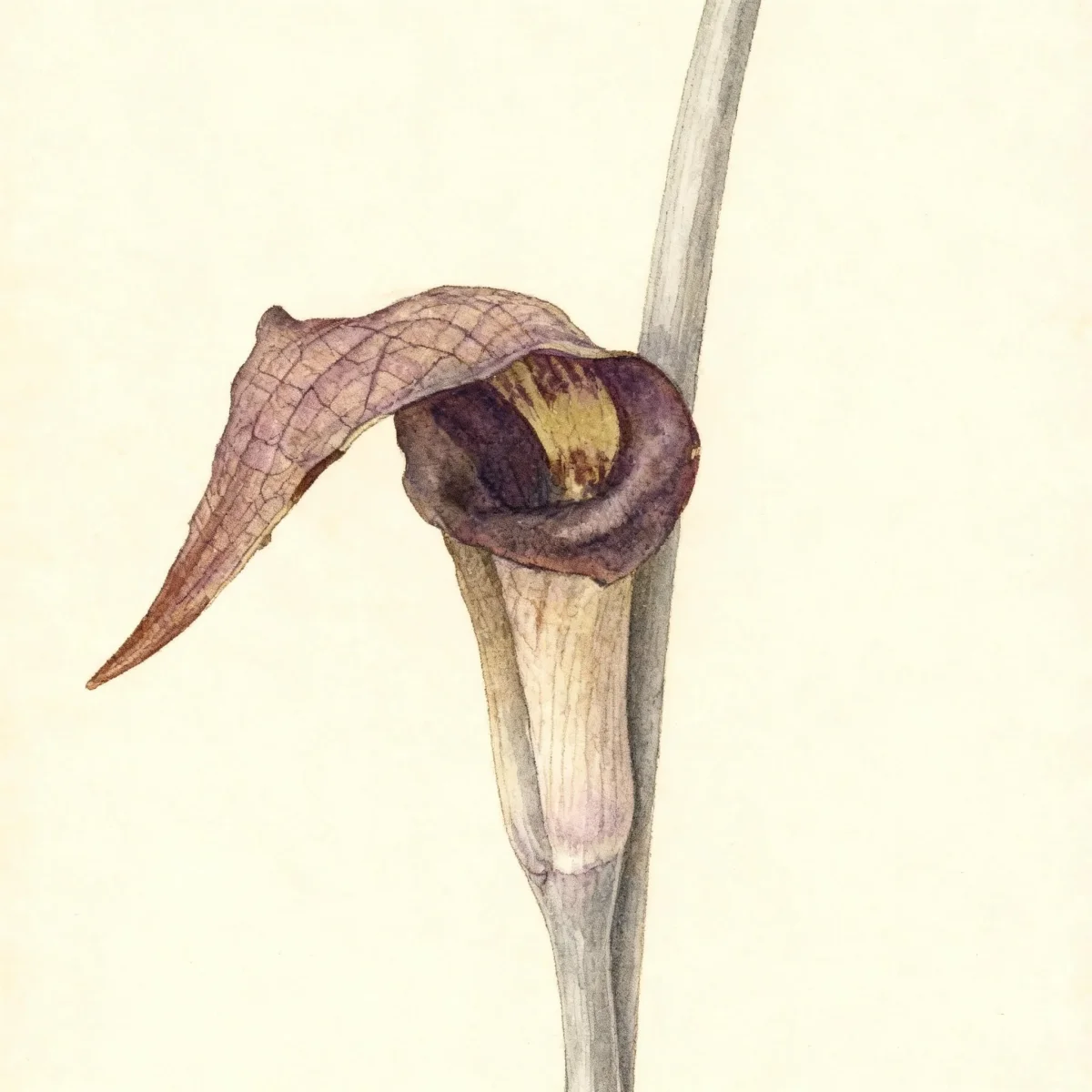 Arisaema (Arisaema thunbergii subsp. urashima)