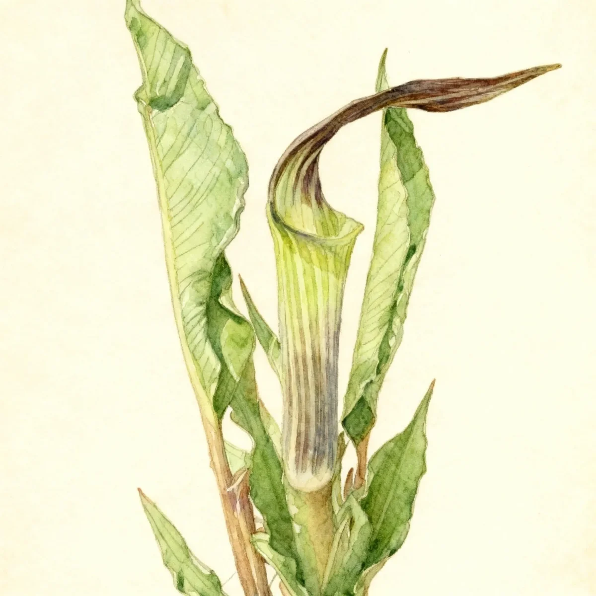 Arisaema Arisaema serratum var. serratum