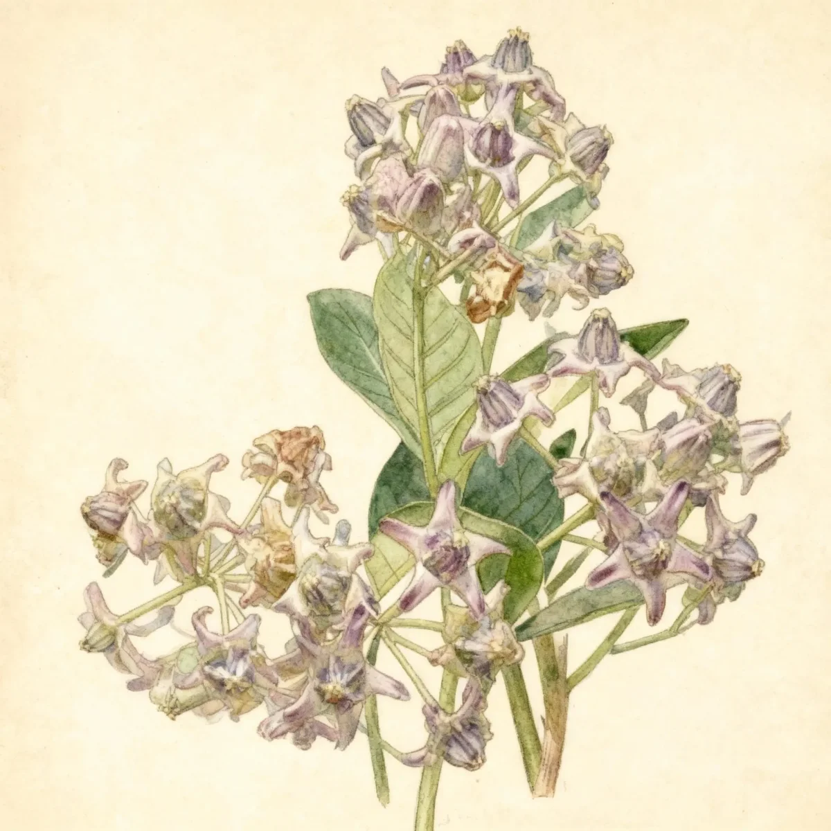 Giant milkweed (Calotropis gigantea)