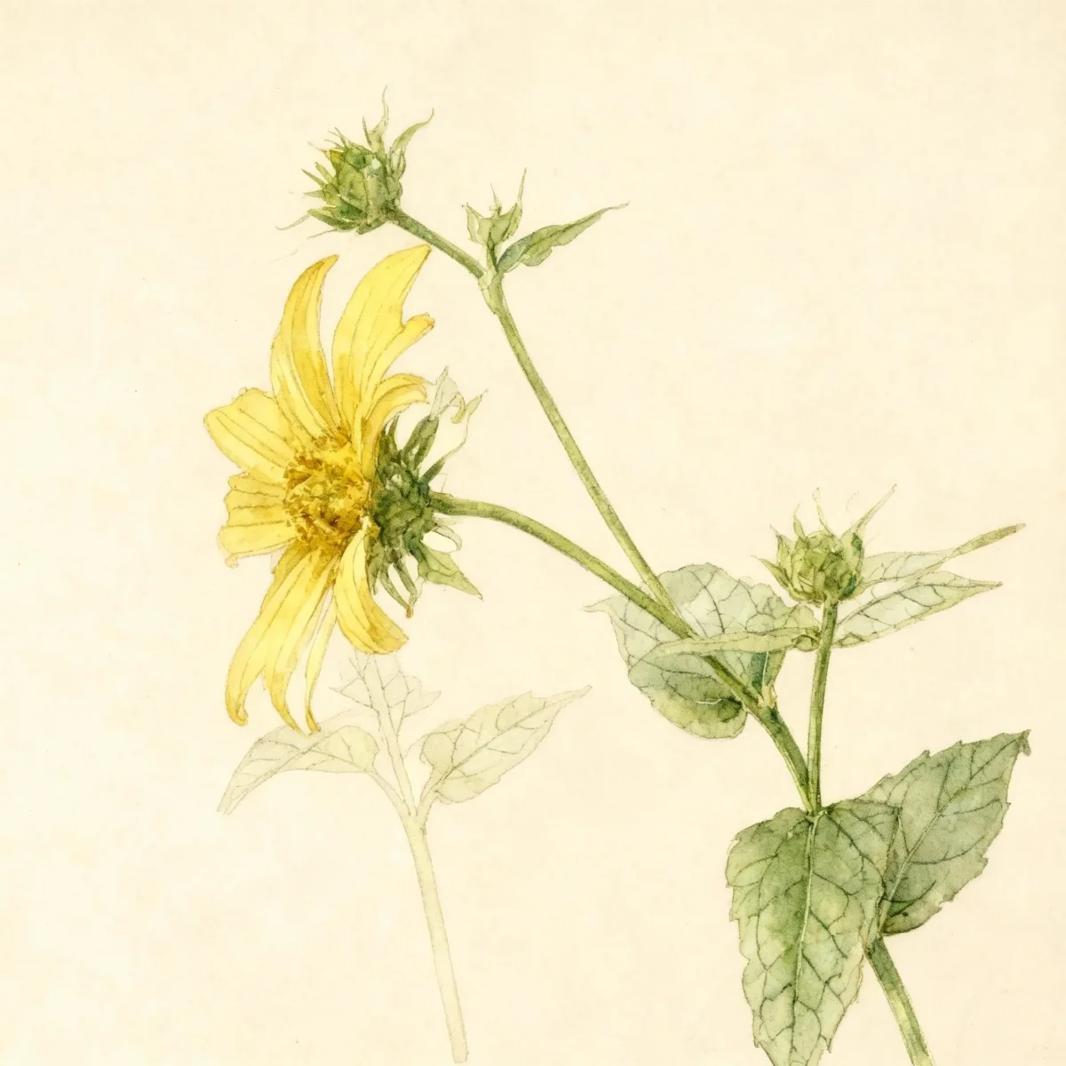 Rosinweed sunflower