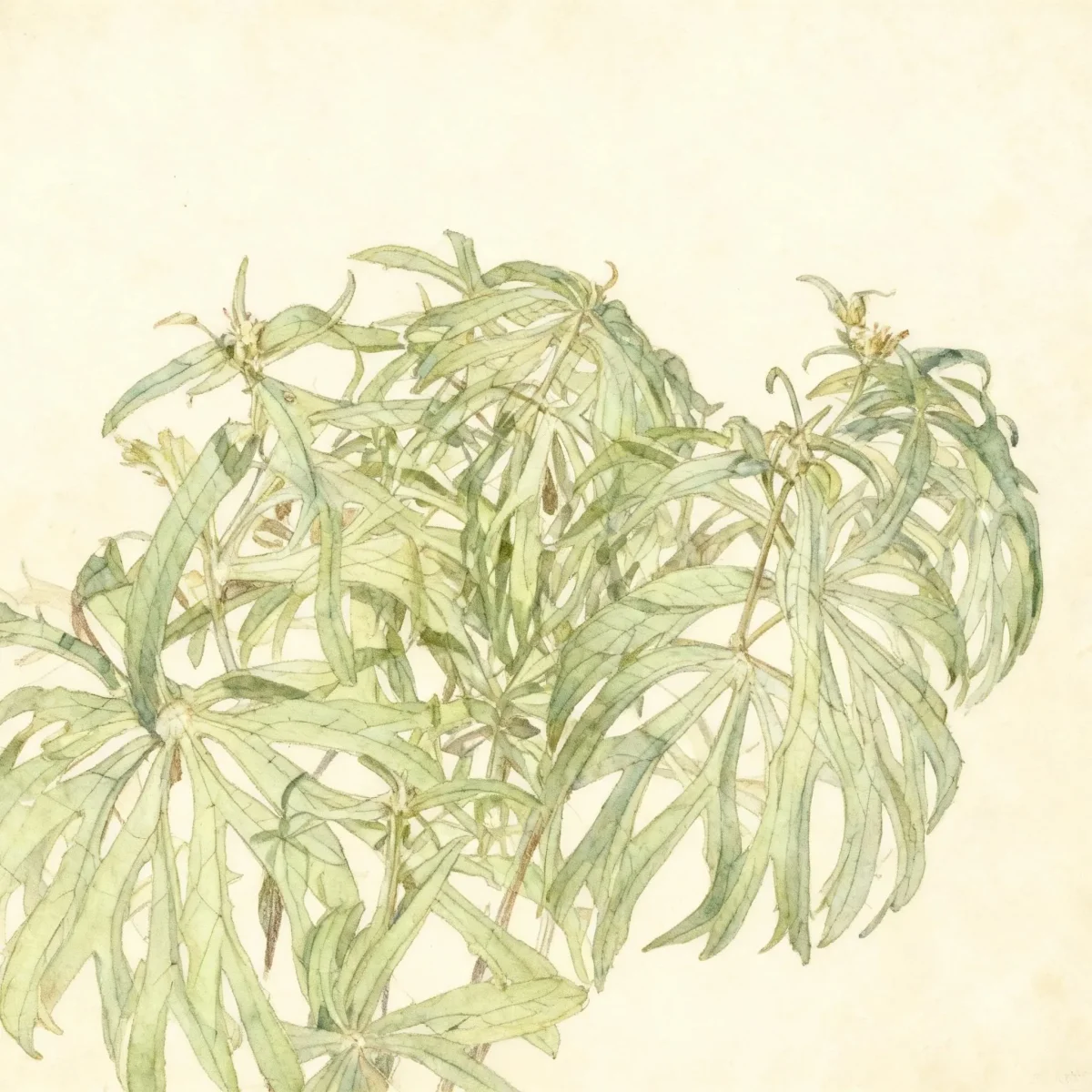 Shredded umbrella plant (Syneilesis aconitifolia)