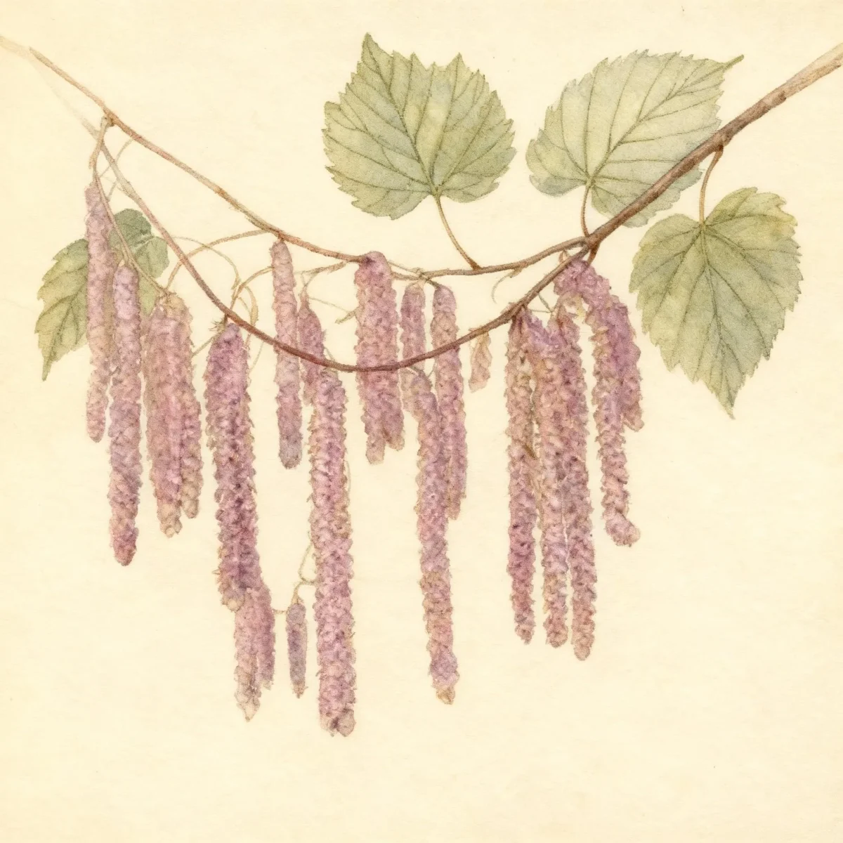 Large filbert (Corylus maxima)