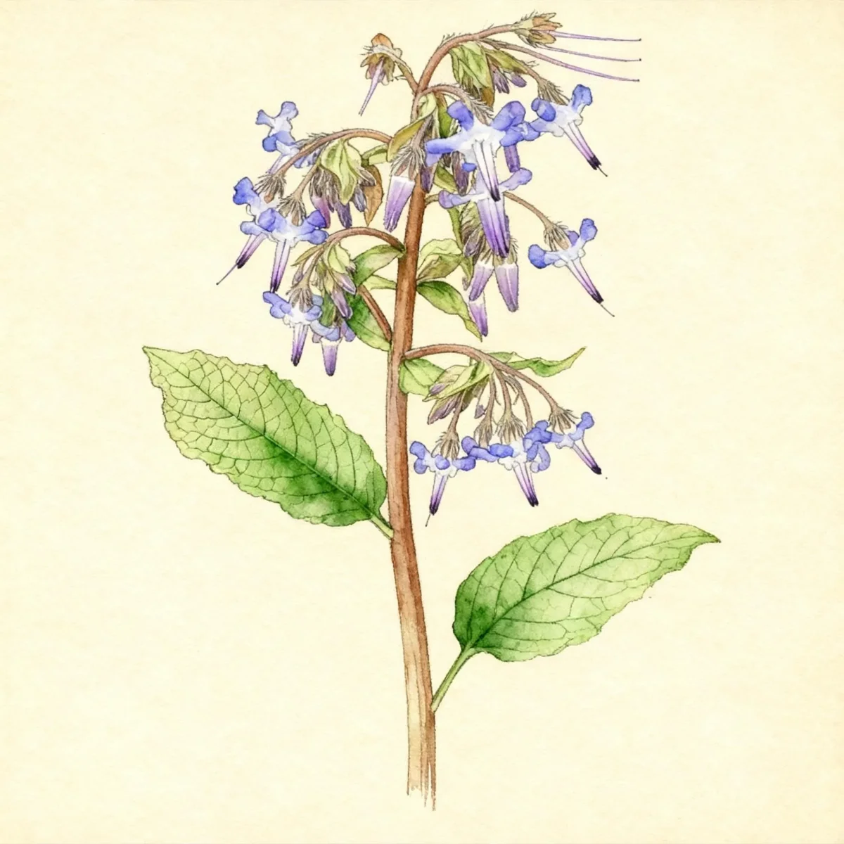 Early-flowering borage (Trachystemon orientalis)