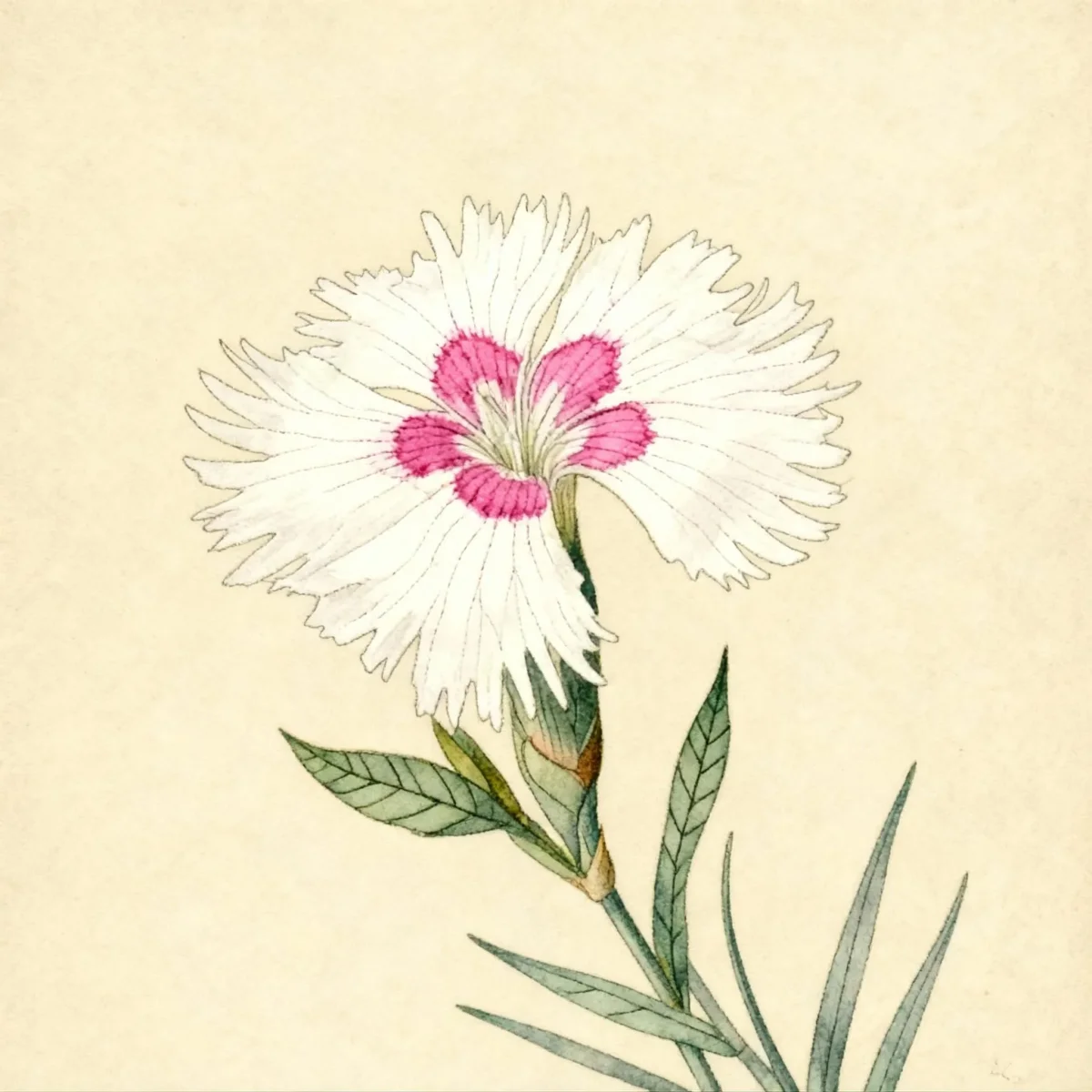Cheddar pink (Dianthus gratianopolitanus)