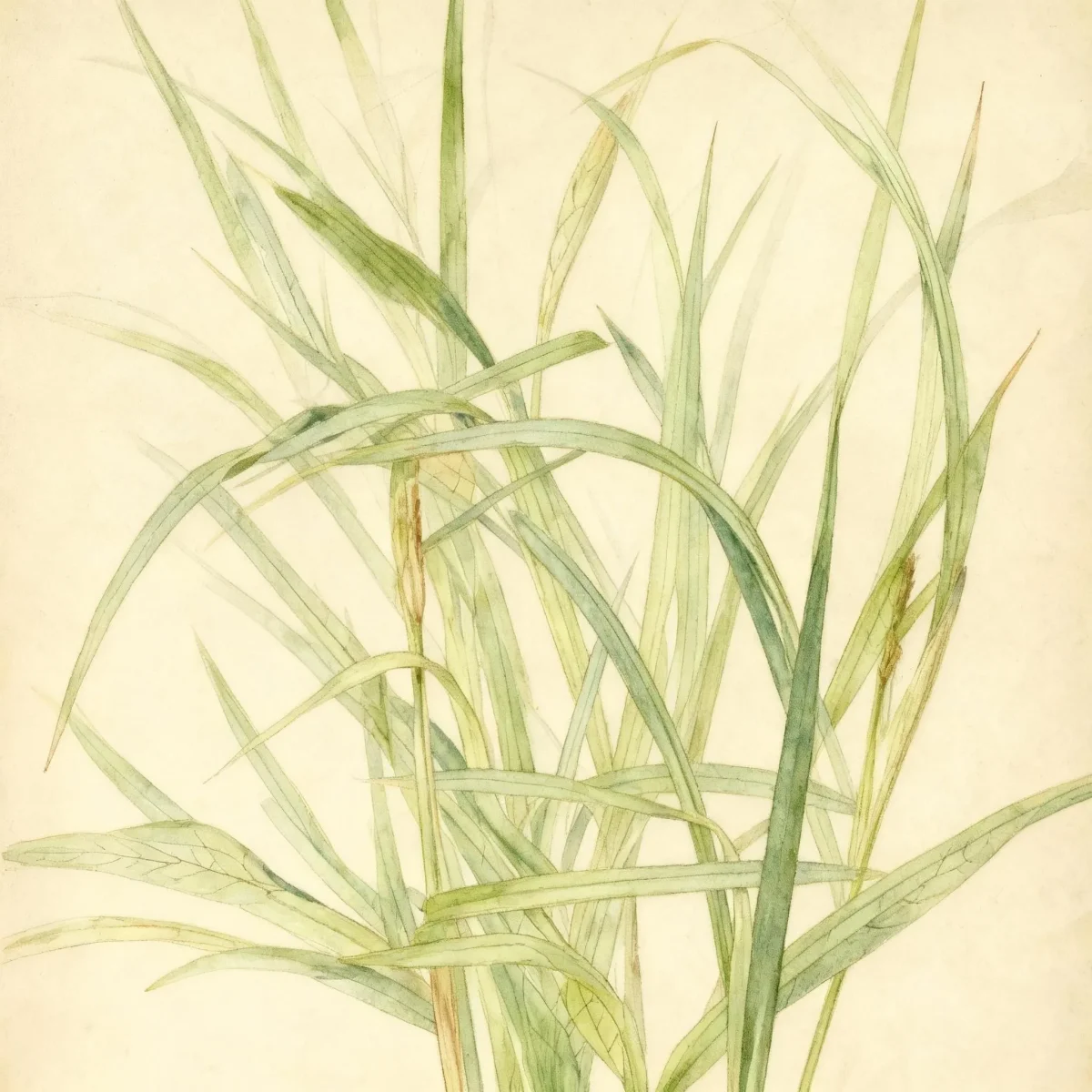 Green bulrush (Scirpus atrovirens)