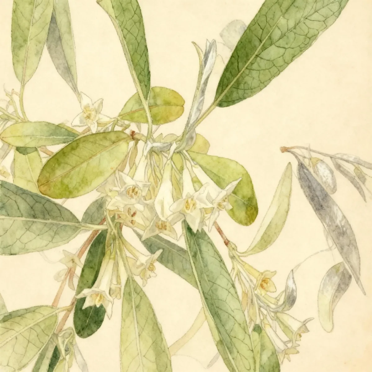 Goumi (Elaeagnus multiflora)