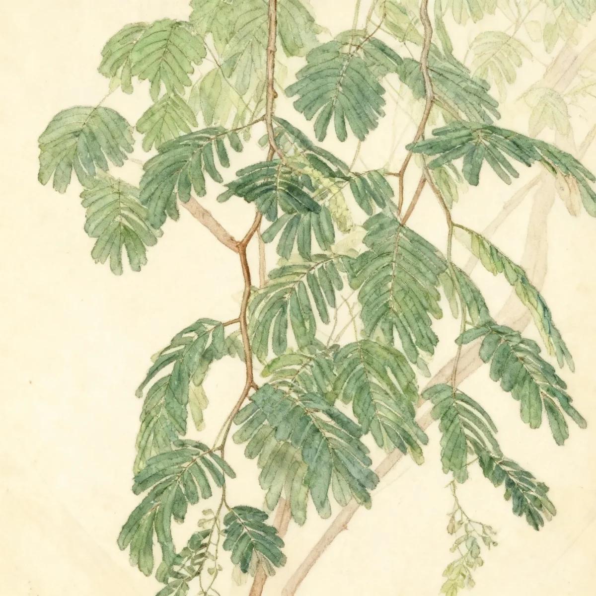 Divi-divi (Caesalpinia coriaria)