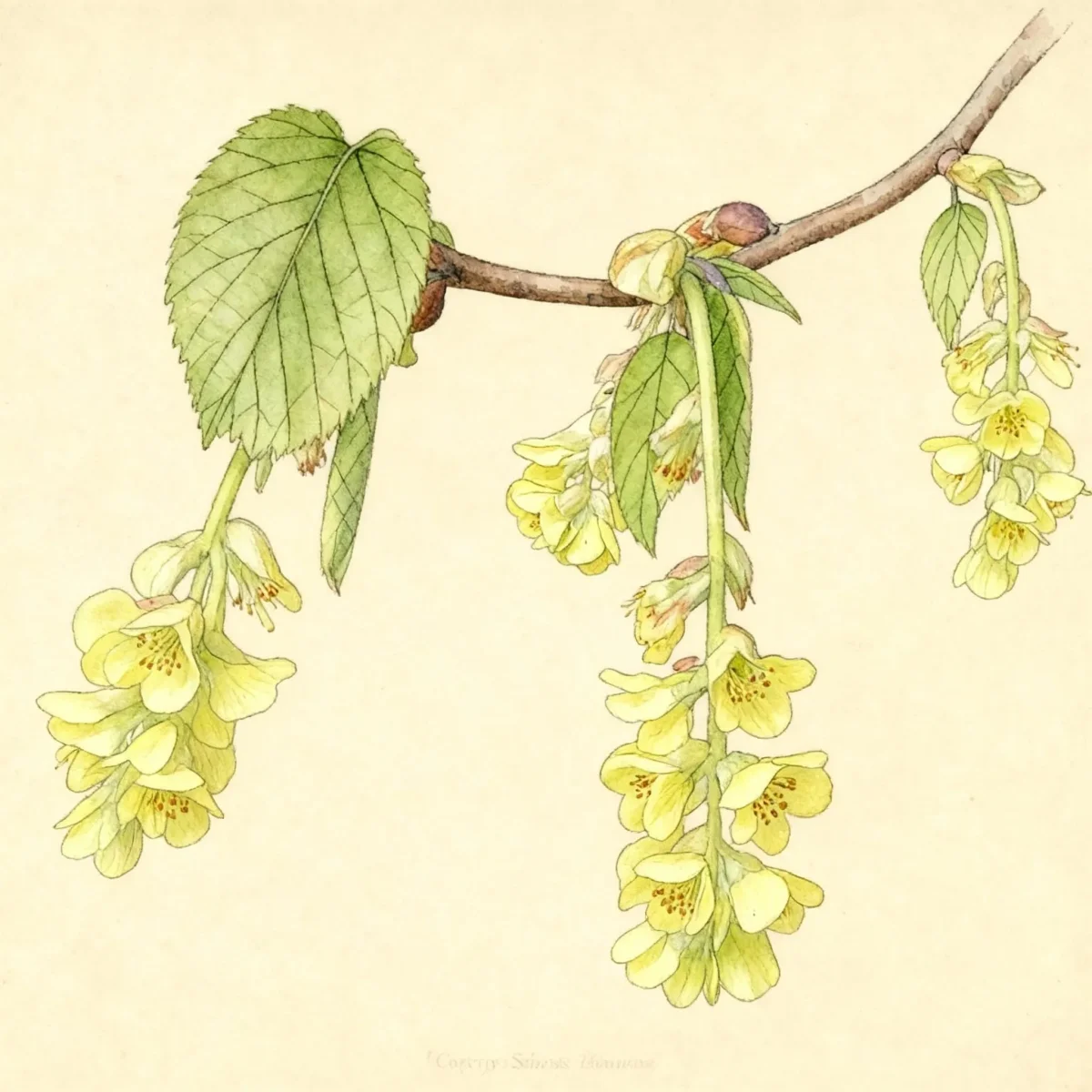 Winter hazel (Corylopsis sinensis)