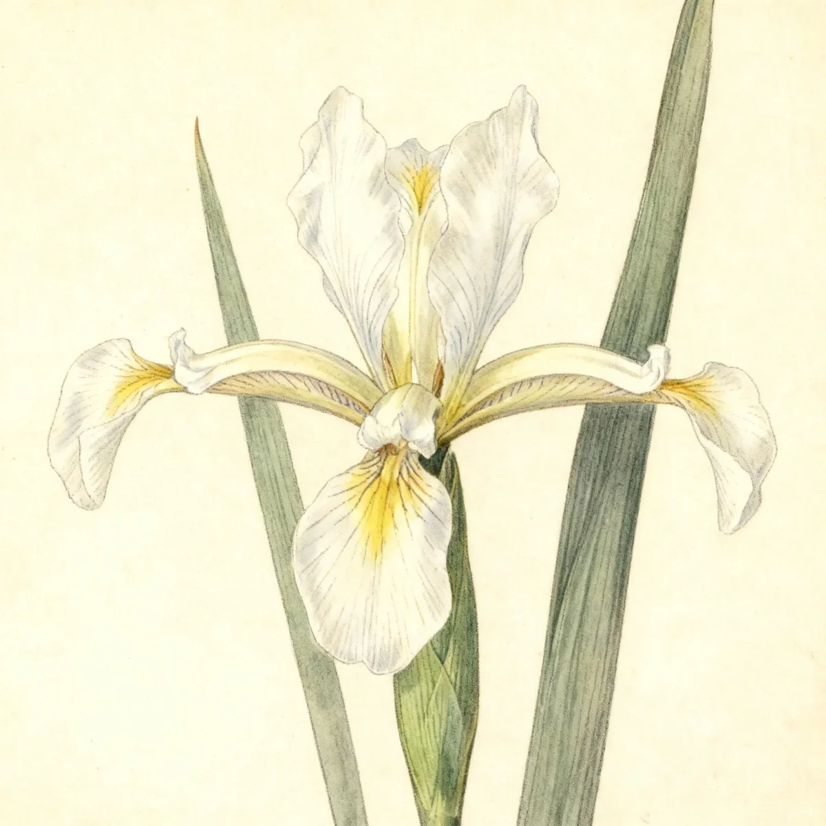 Blue iris (Iris spuria)