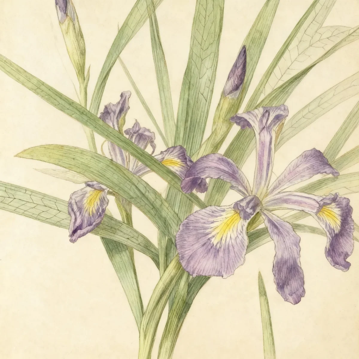 Zigzag iris (Iris brevicaulis)