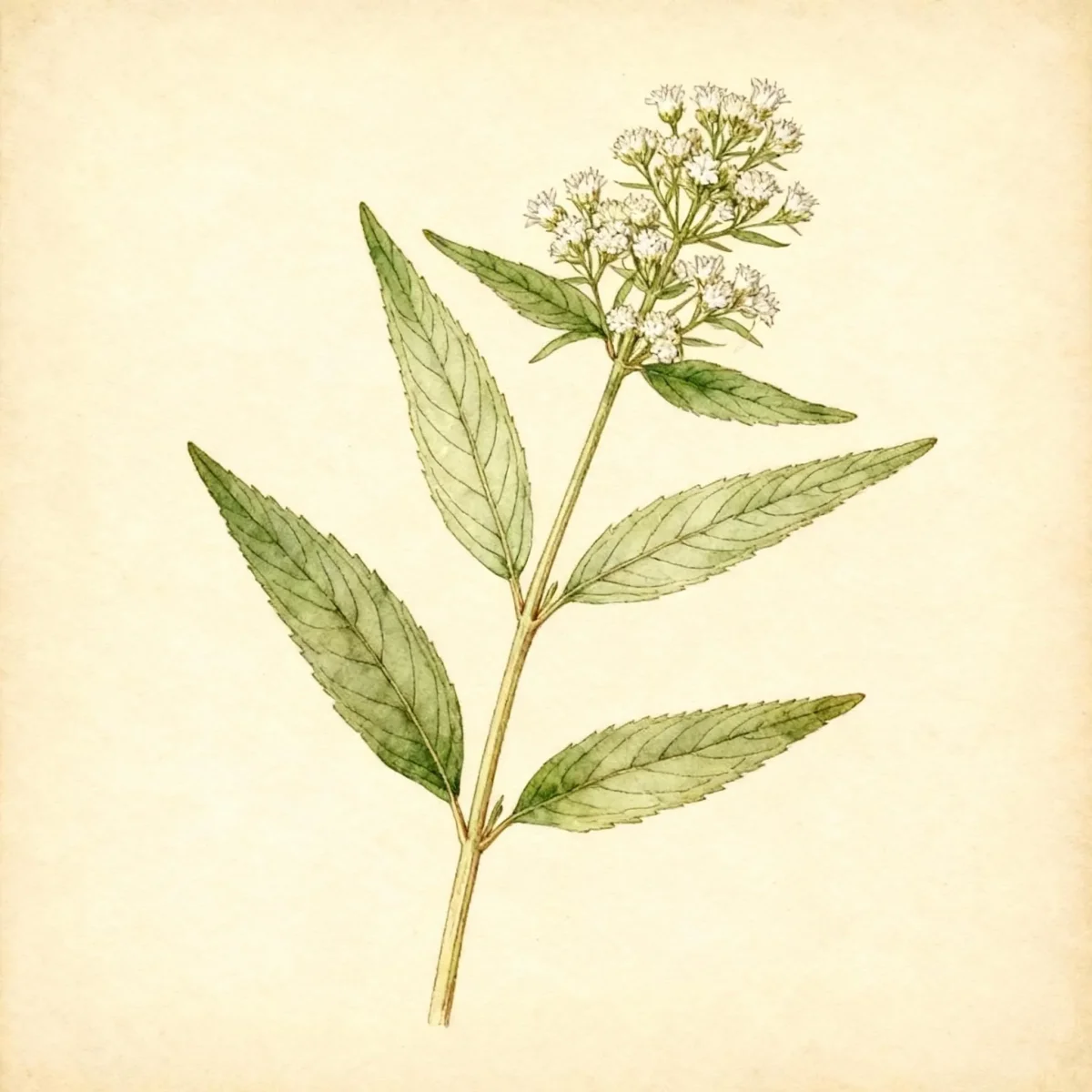 Slender mountain mint (Pycnanthemum tenuifolium)