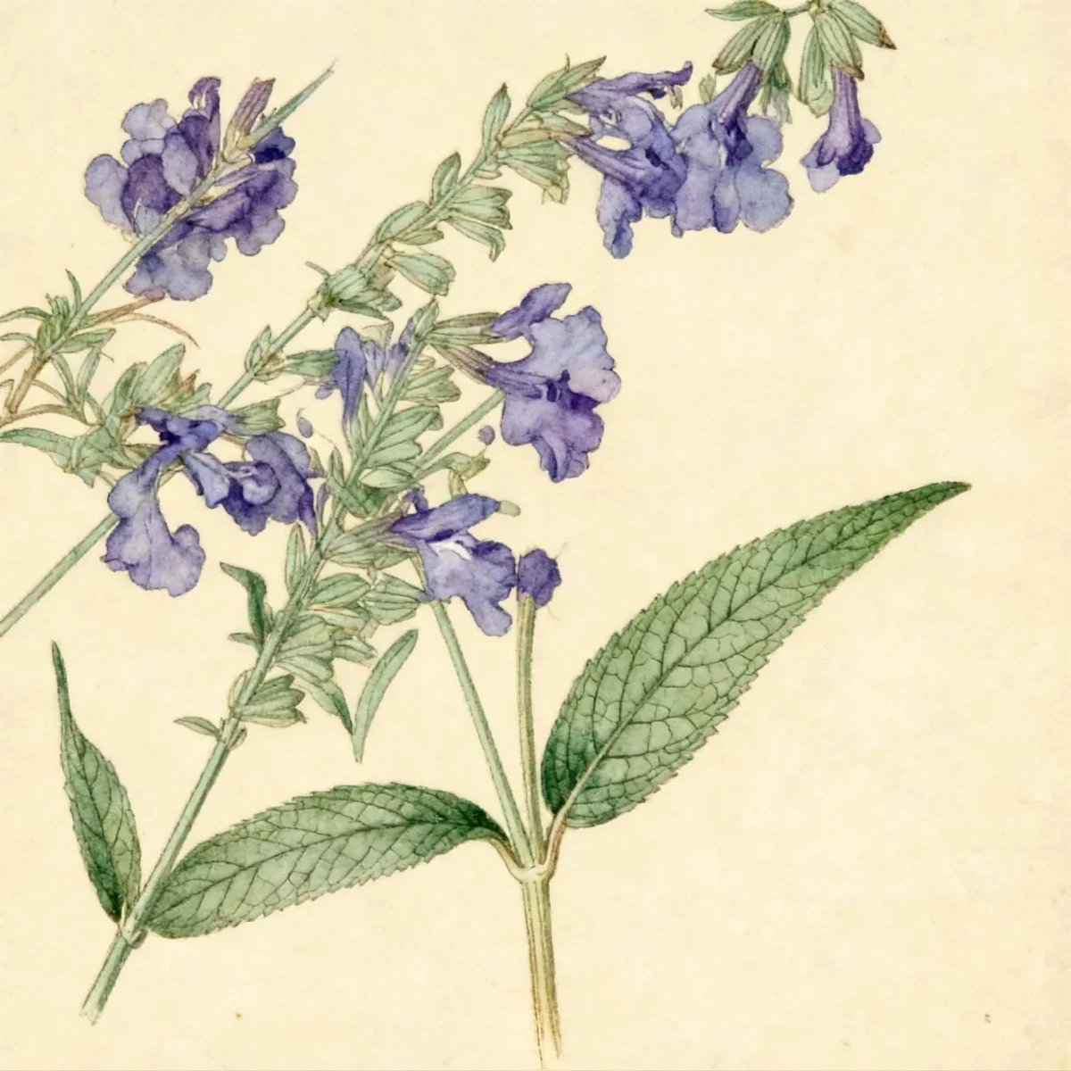 Blue sage