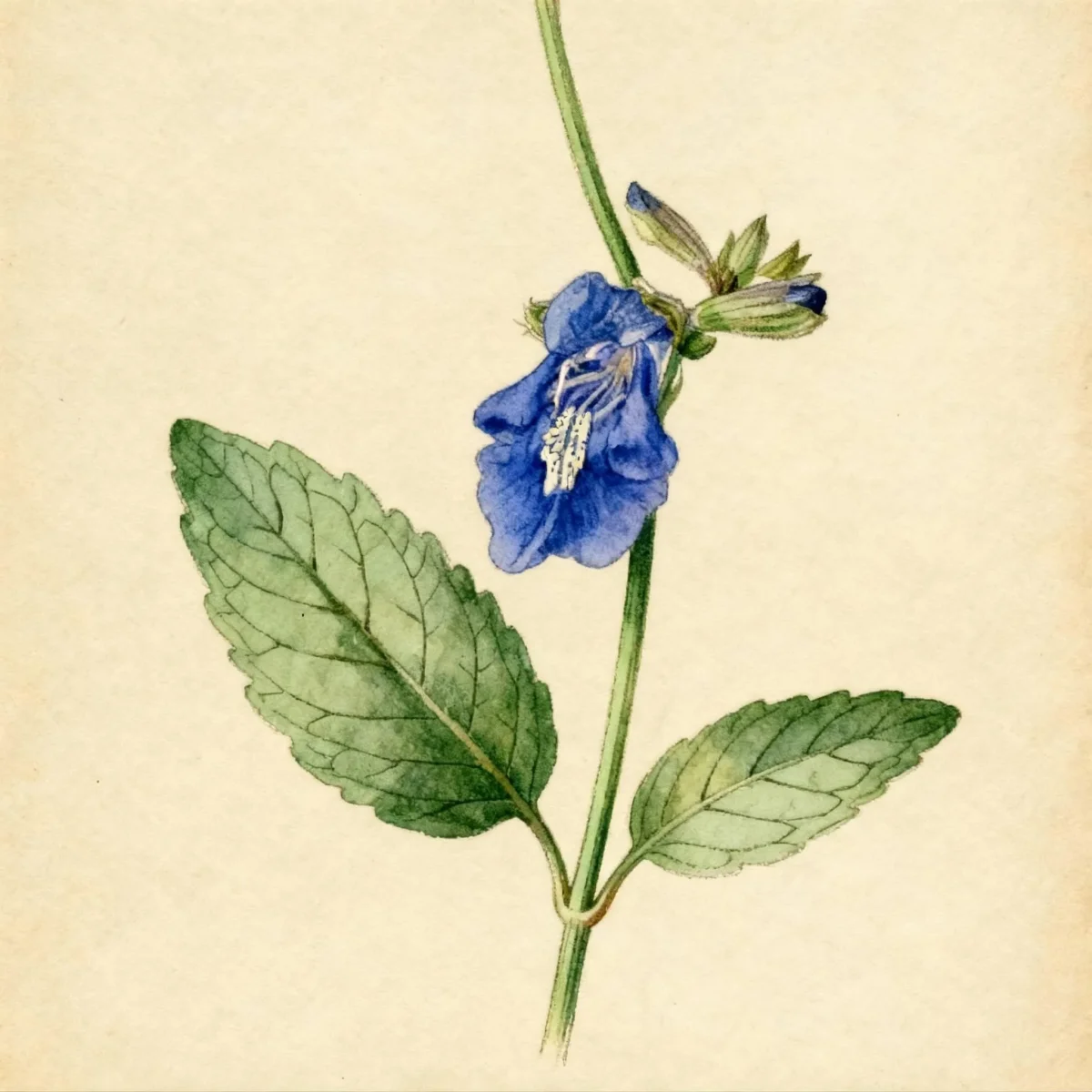 Candelabrum sage (Salvia candelabrum)