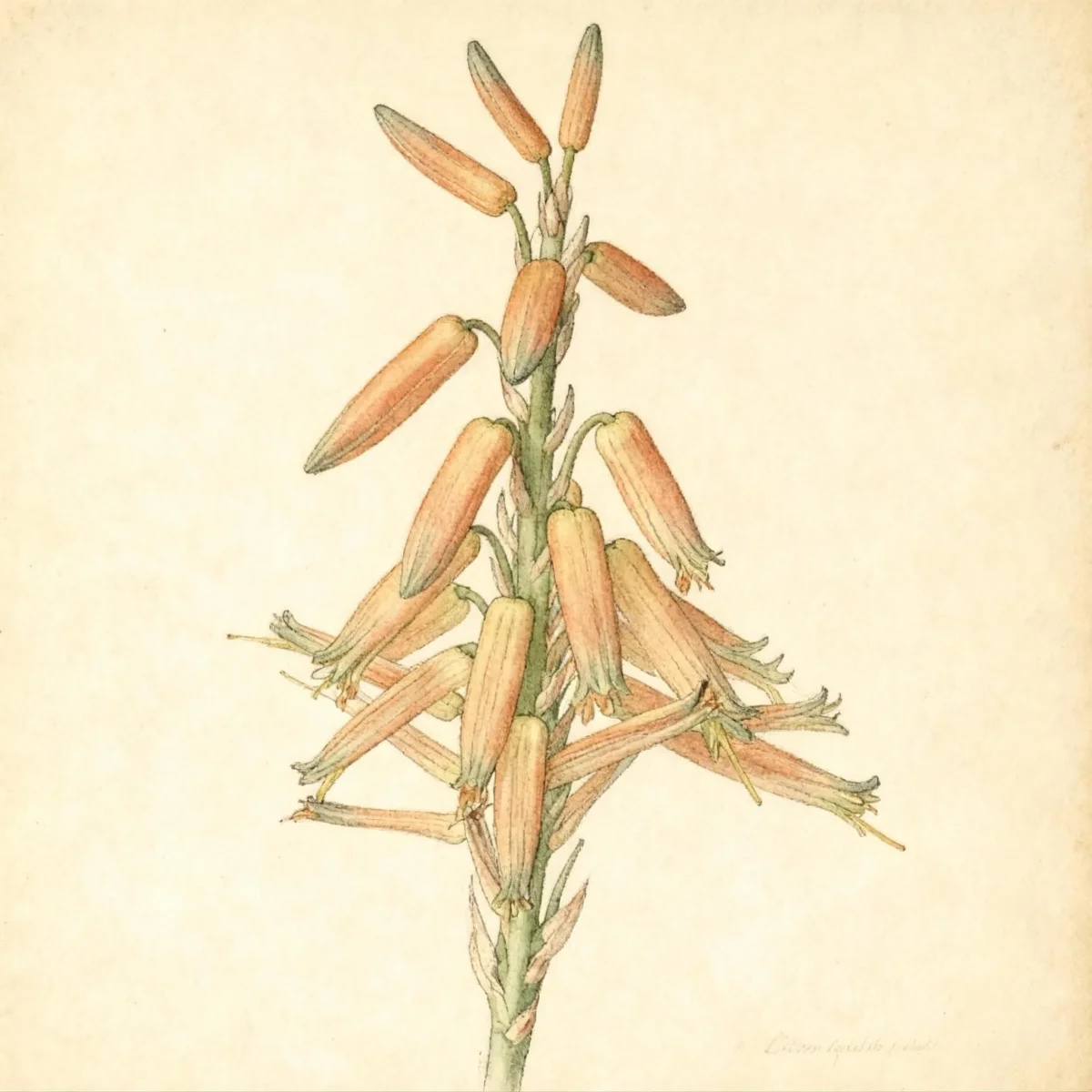 Karoo aloe (Aloe longistyla)