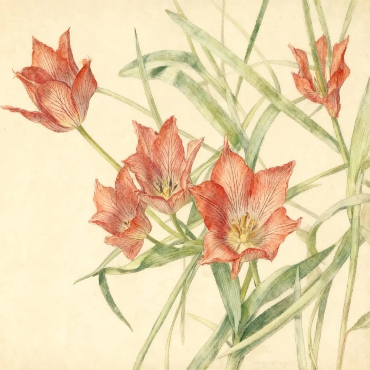 Tulip (Tulipa alberti)