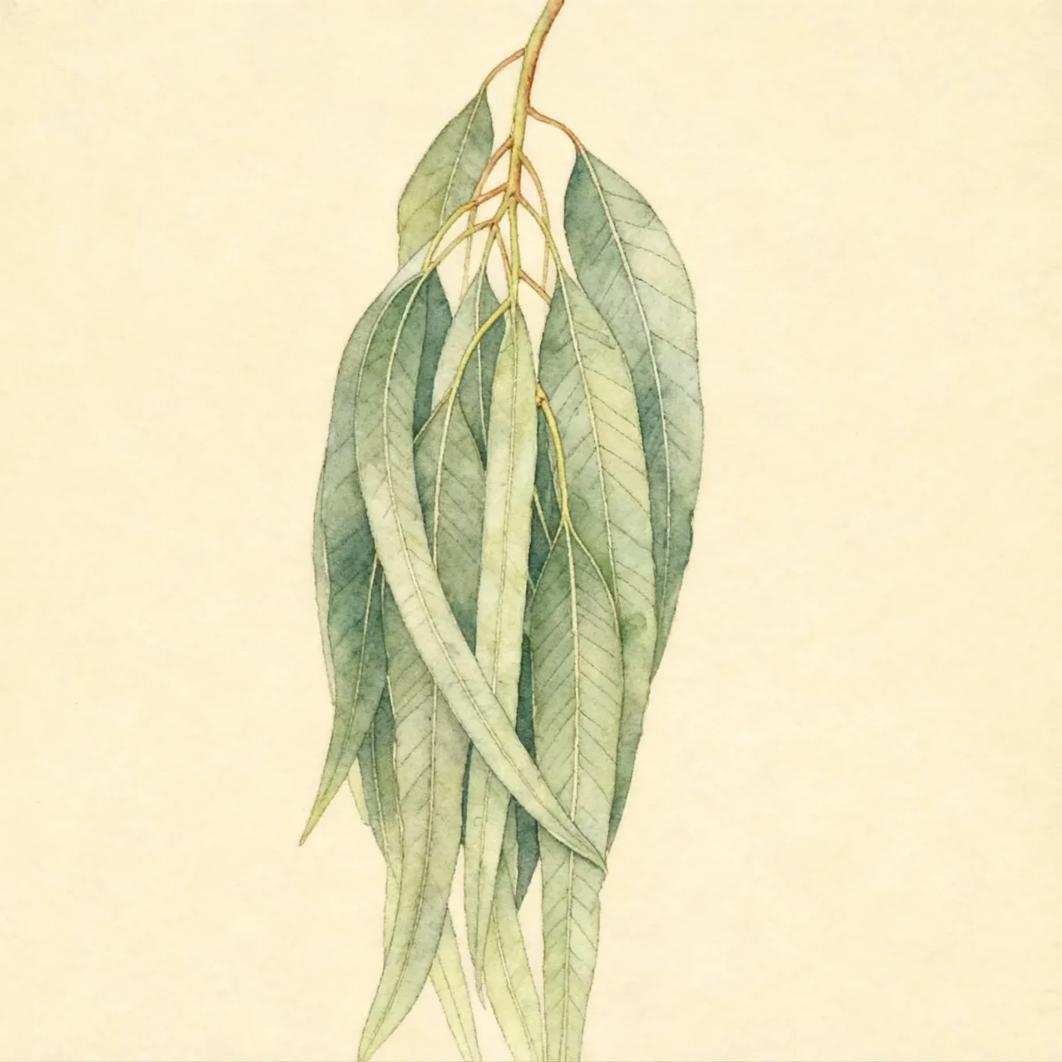 Mountain gum (Eucalyptus dalrympleana)