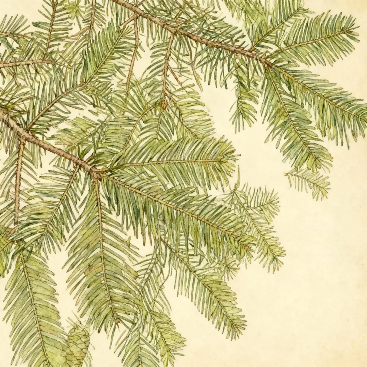 Grand fir (Abies grandis)