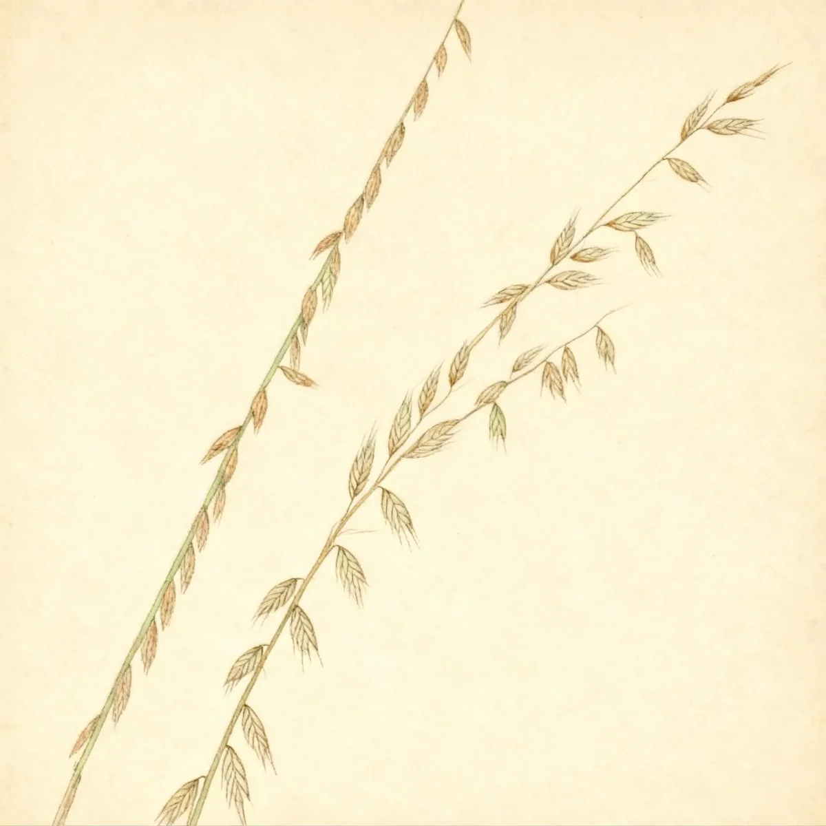 Sideoats grass (Bouteloua curtipendula)