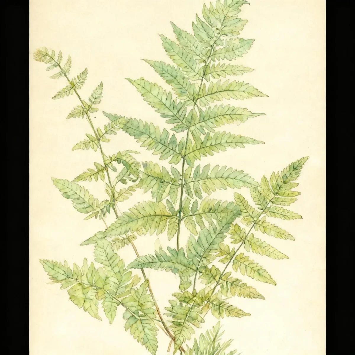 Wood fern