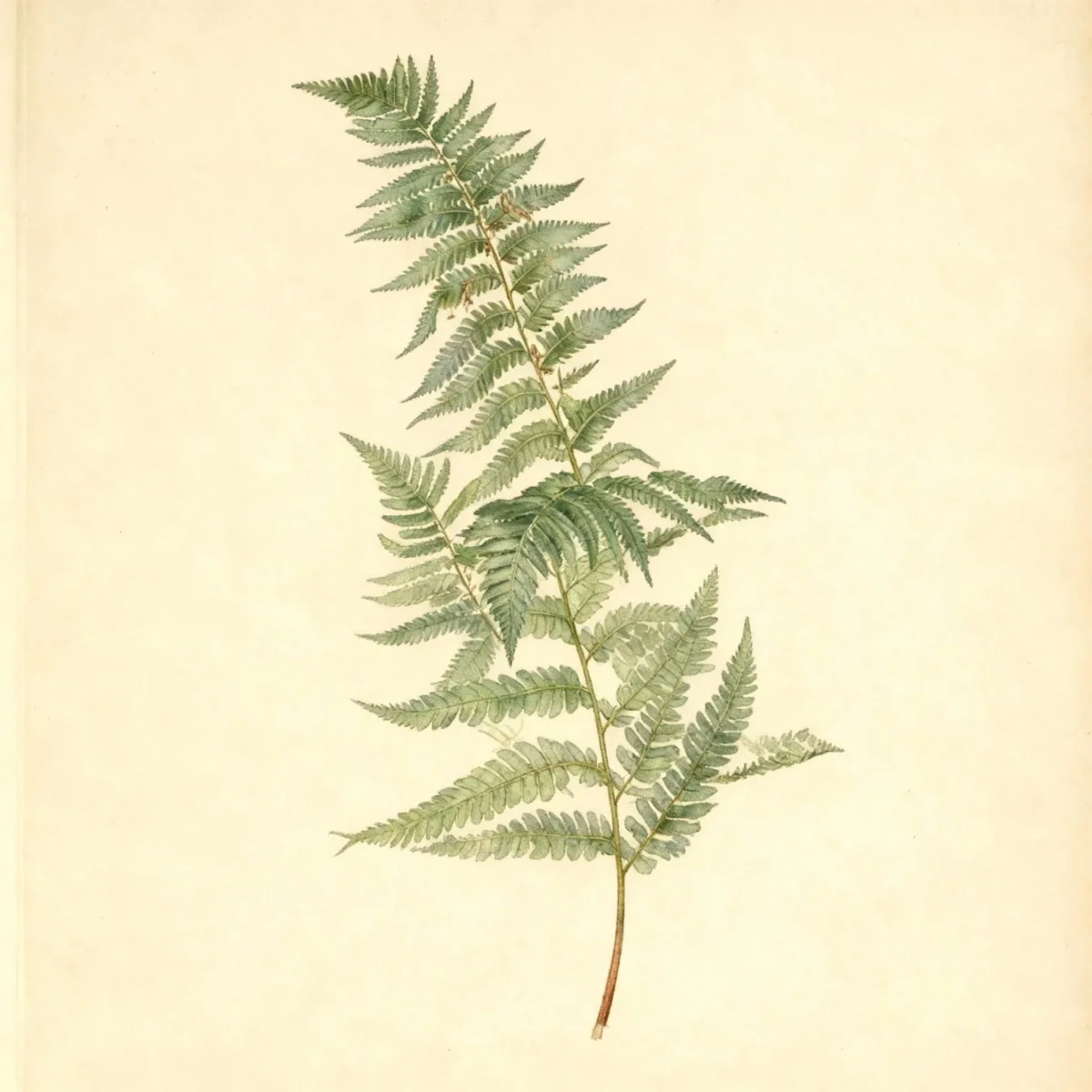 Woodfern