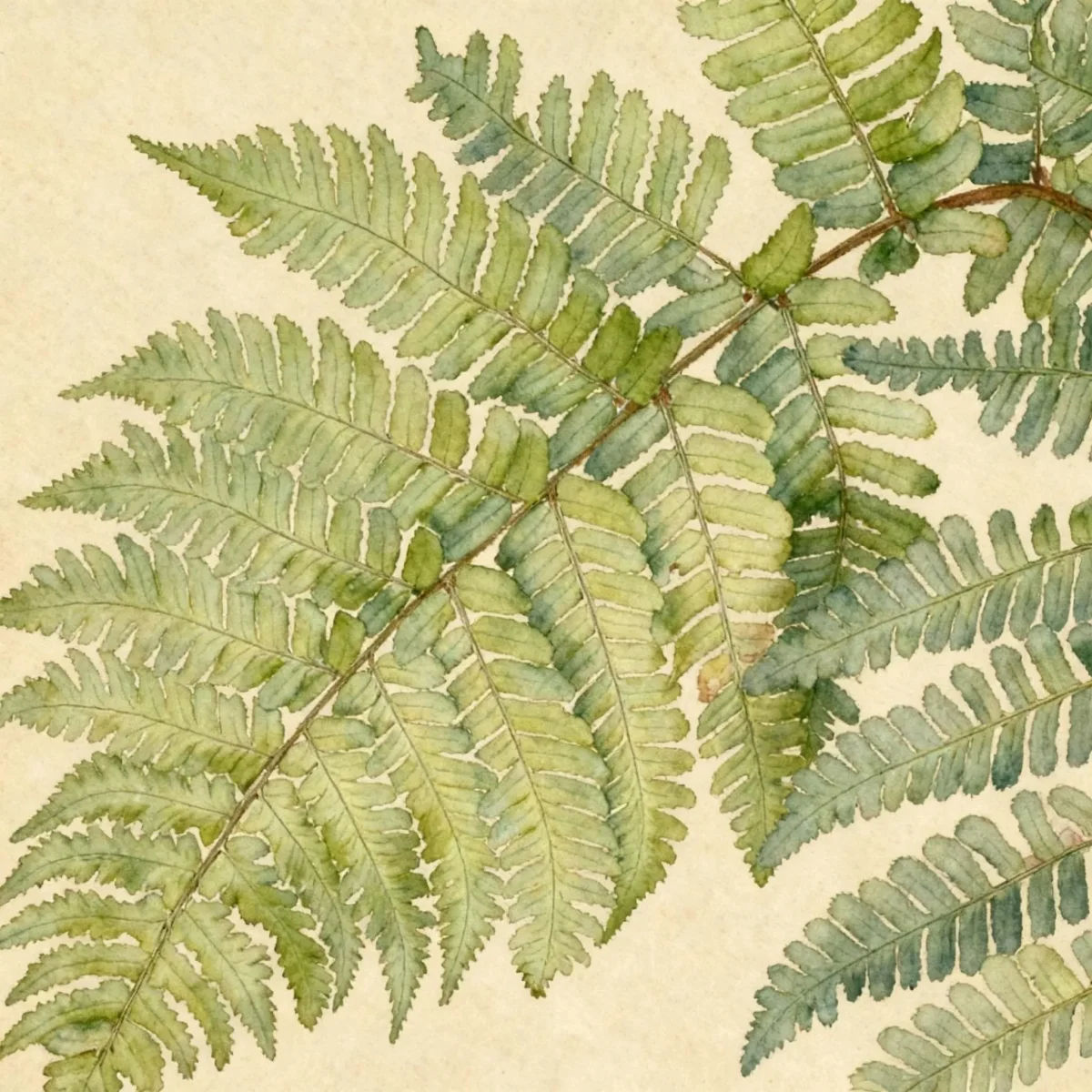 Champion's wood fern