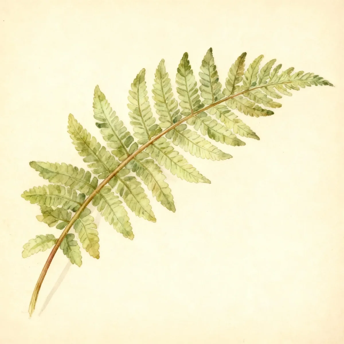Wood fern