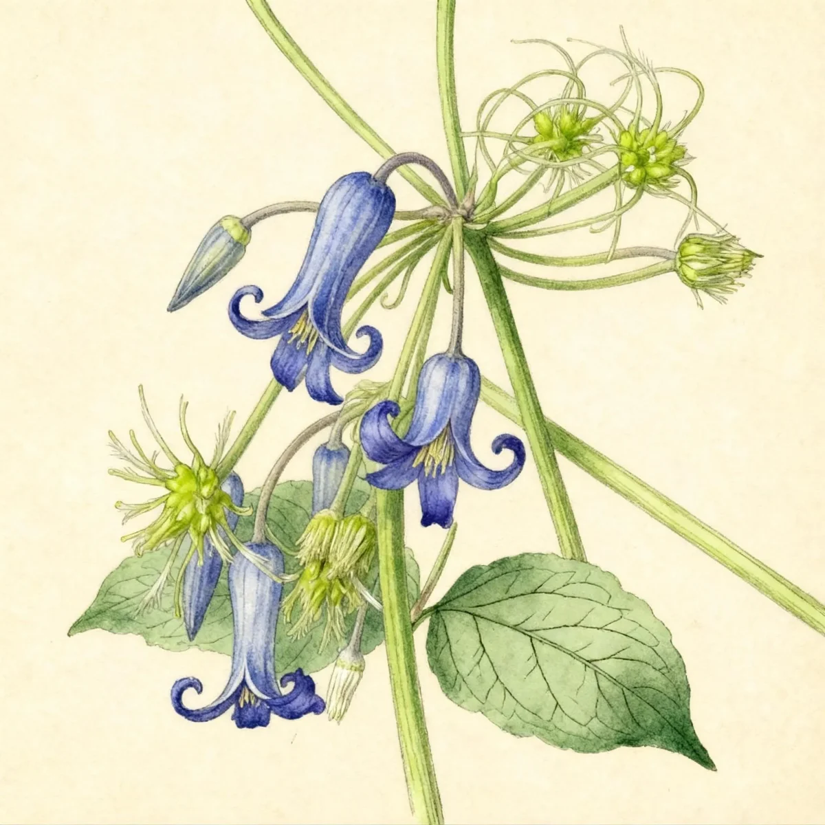 Clematis (Clematis heracleifolia)