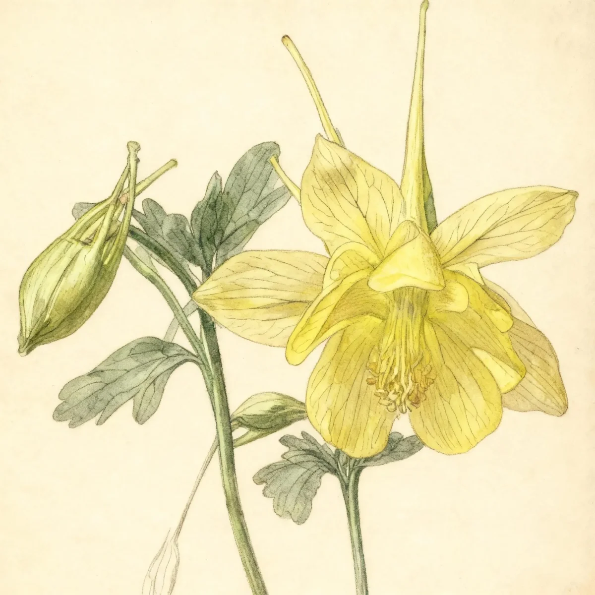 Columbine (Aquilegia chrysantha var. hinckleyana)