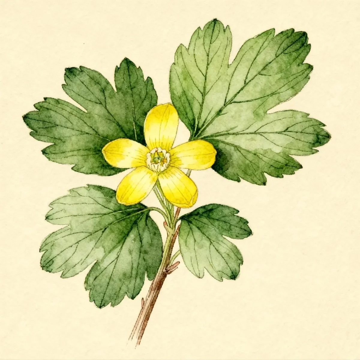 Clove currant (Ribes odoratum)