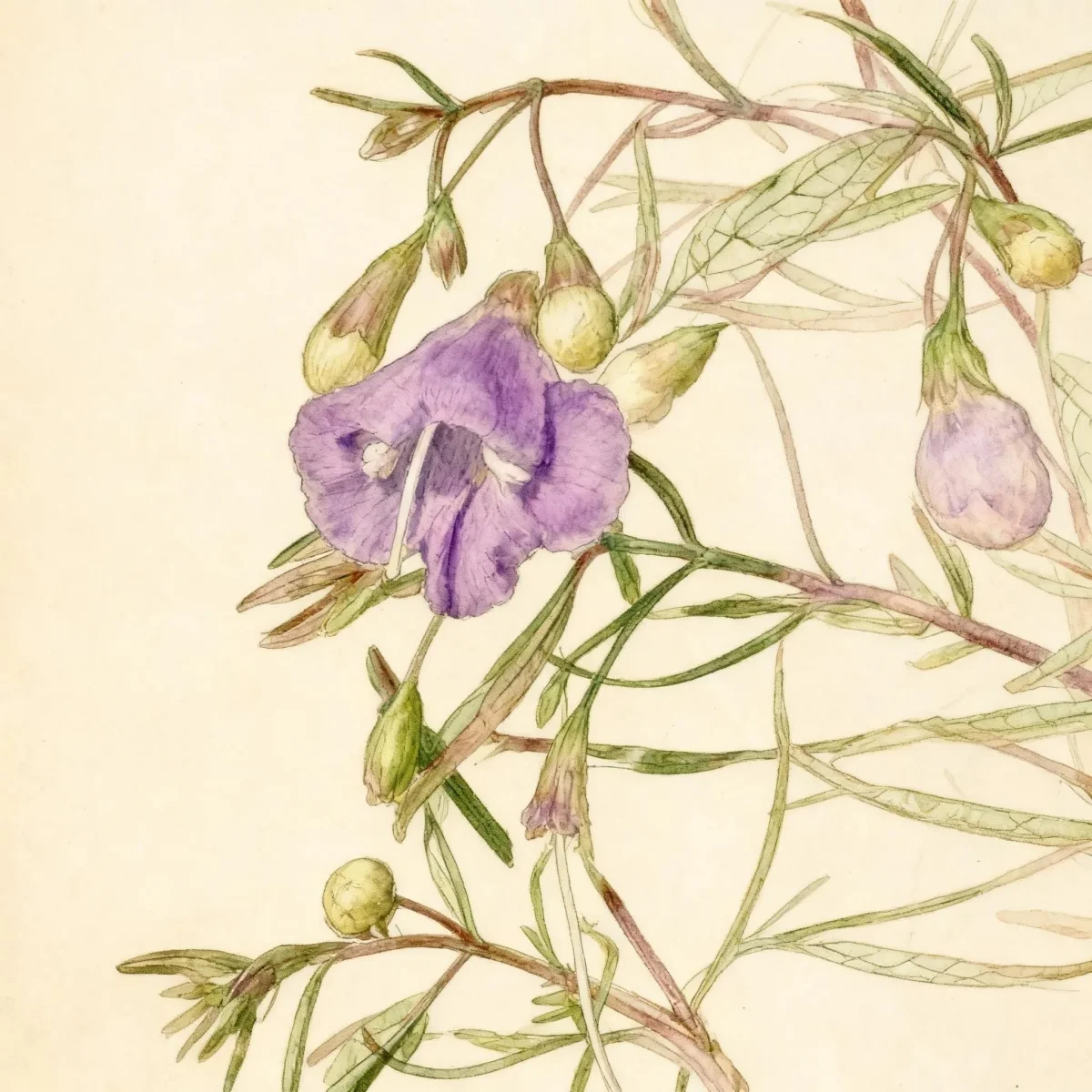 Slenderleaf false foxglove