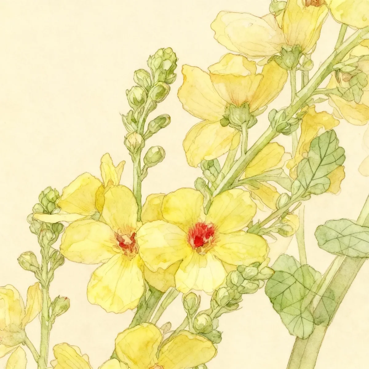 Verbascum (Verbascum pyramidatum)