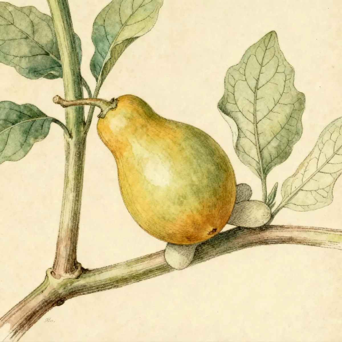 Nipplefruit (Solanum mammosum)