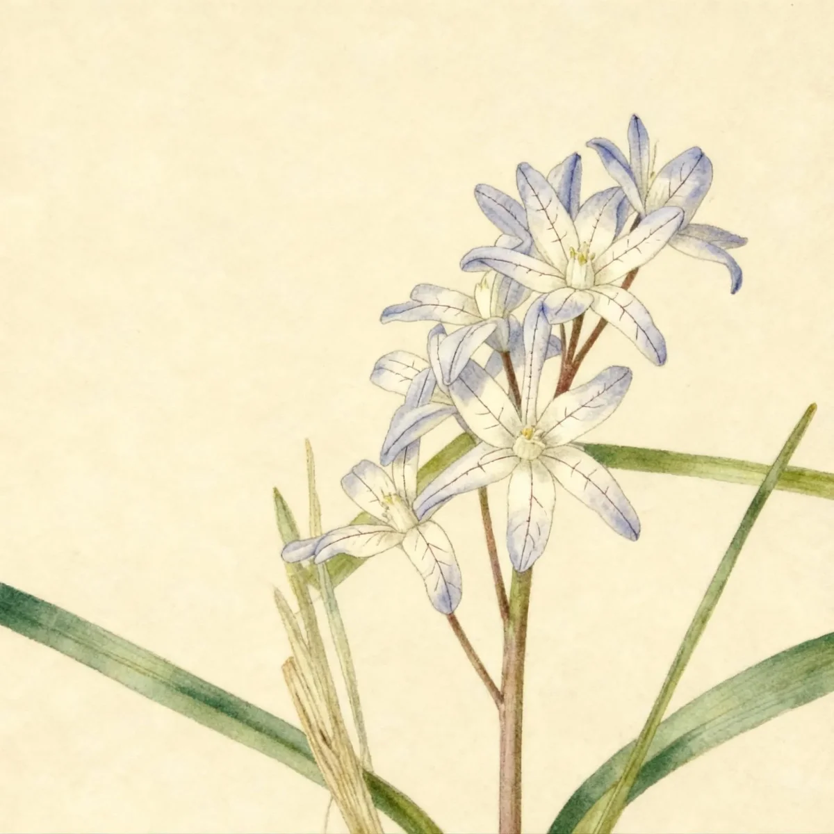 Glory of the snow (Chionodoxa luciliae)