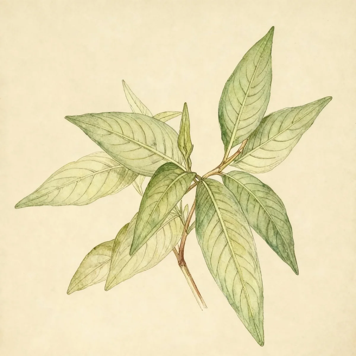 Asian mint (Persicaria odorata)